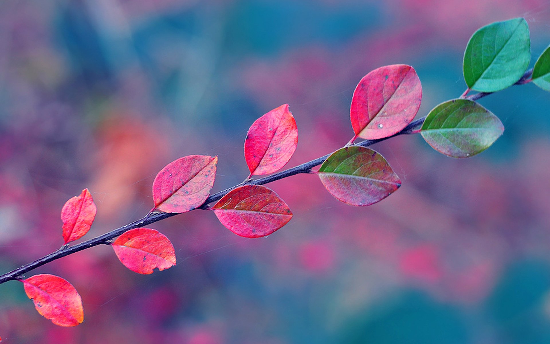 autumn branch leaves web