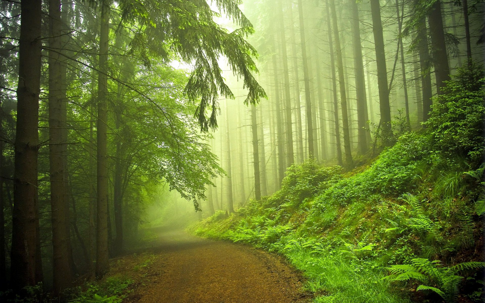 foresta strada natura