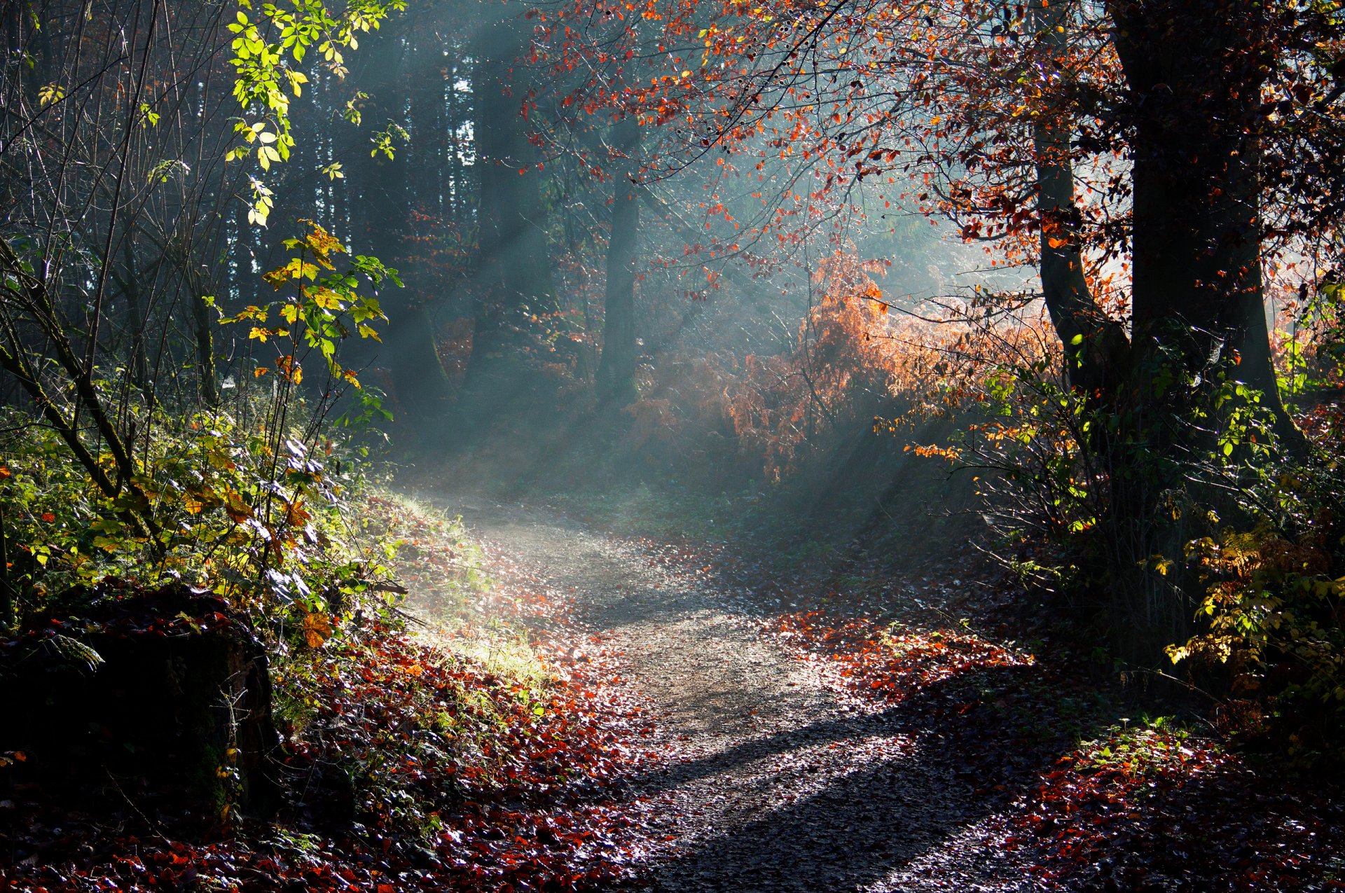 natura jesień drzewa poranek światło promienie