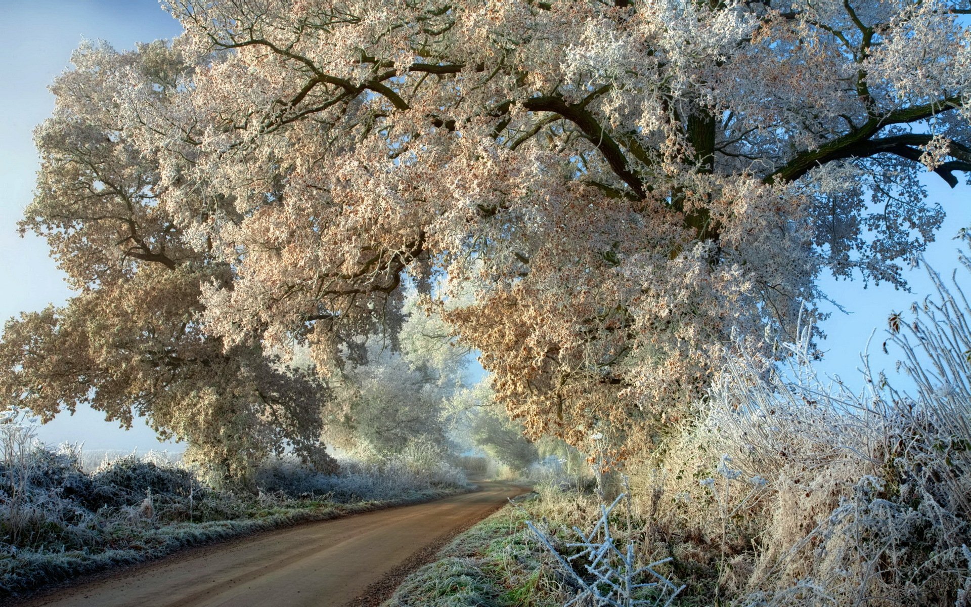 route arbres givre automne