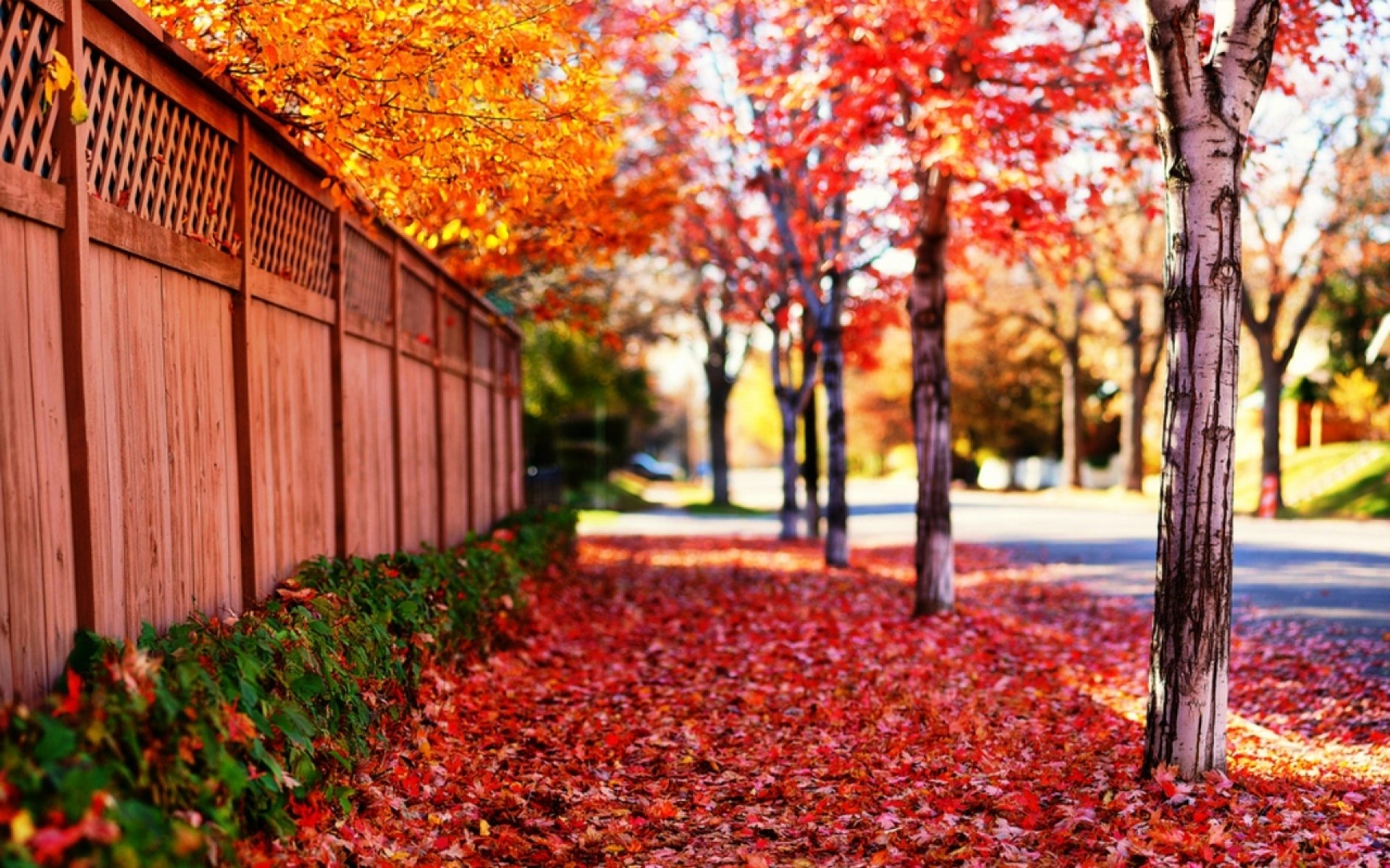 nature paysage printemps arbres arbre feuilles chute des feuilles fleurs route soleil clôture rayons du soleil saison beauté fond fond d écran 1920 1200