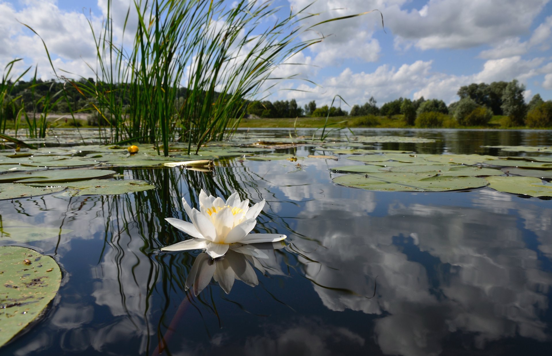 see teich weiß lilie oberfläche reflexion schilf ufer wald himmel