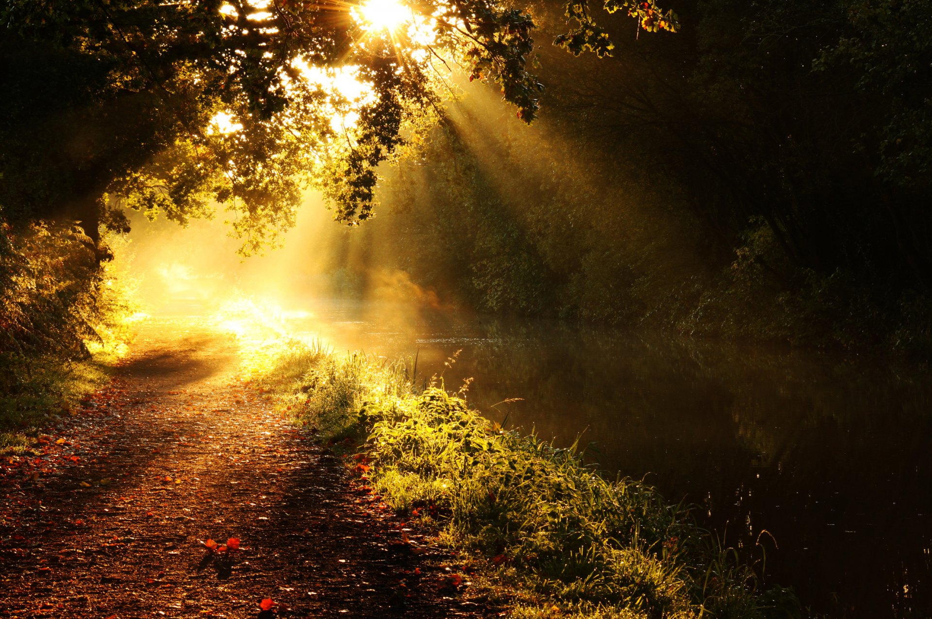 natur fluss gehweg bäume zweige licht strahlen