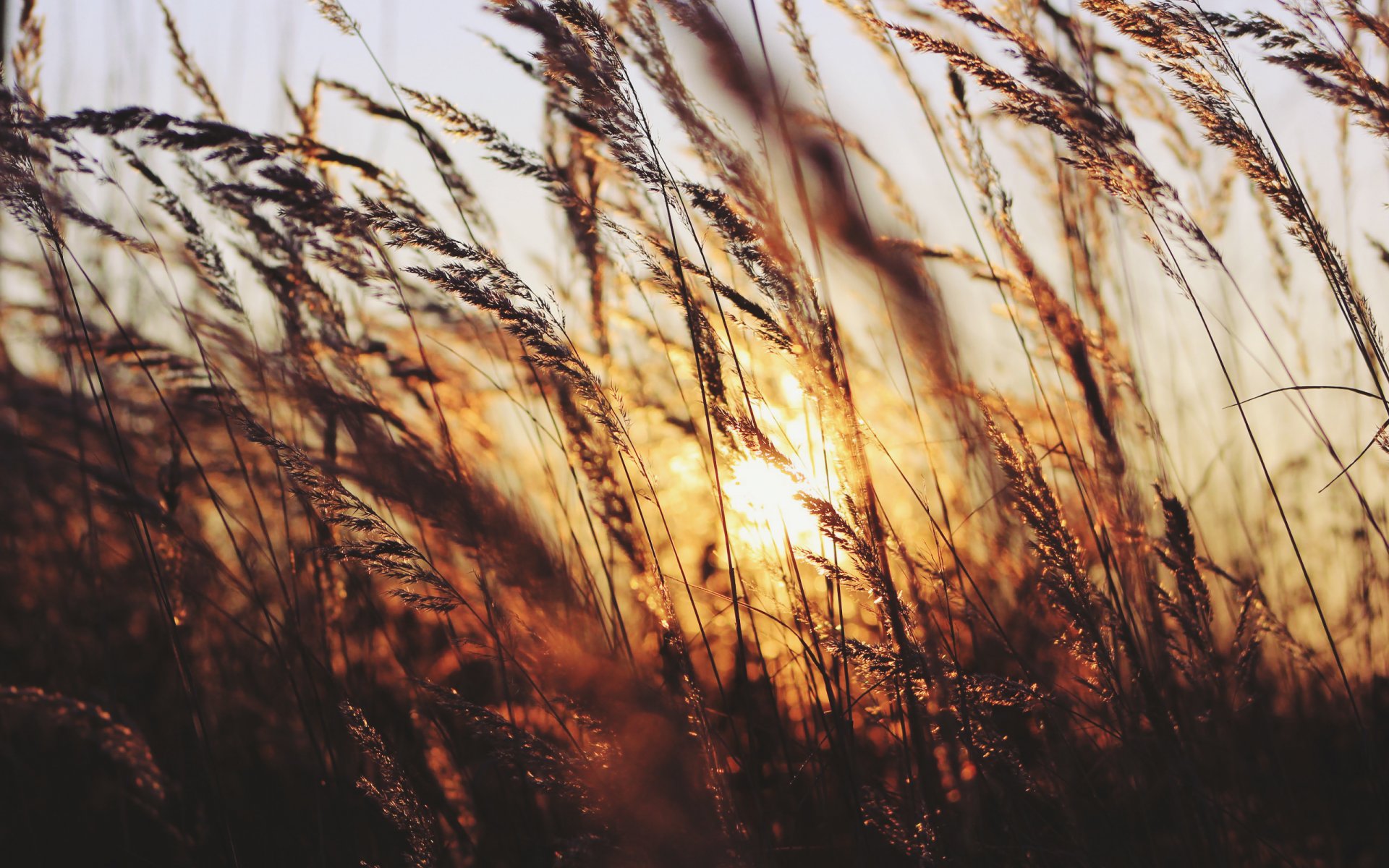 coucher de soleil herbe soleil