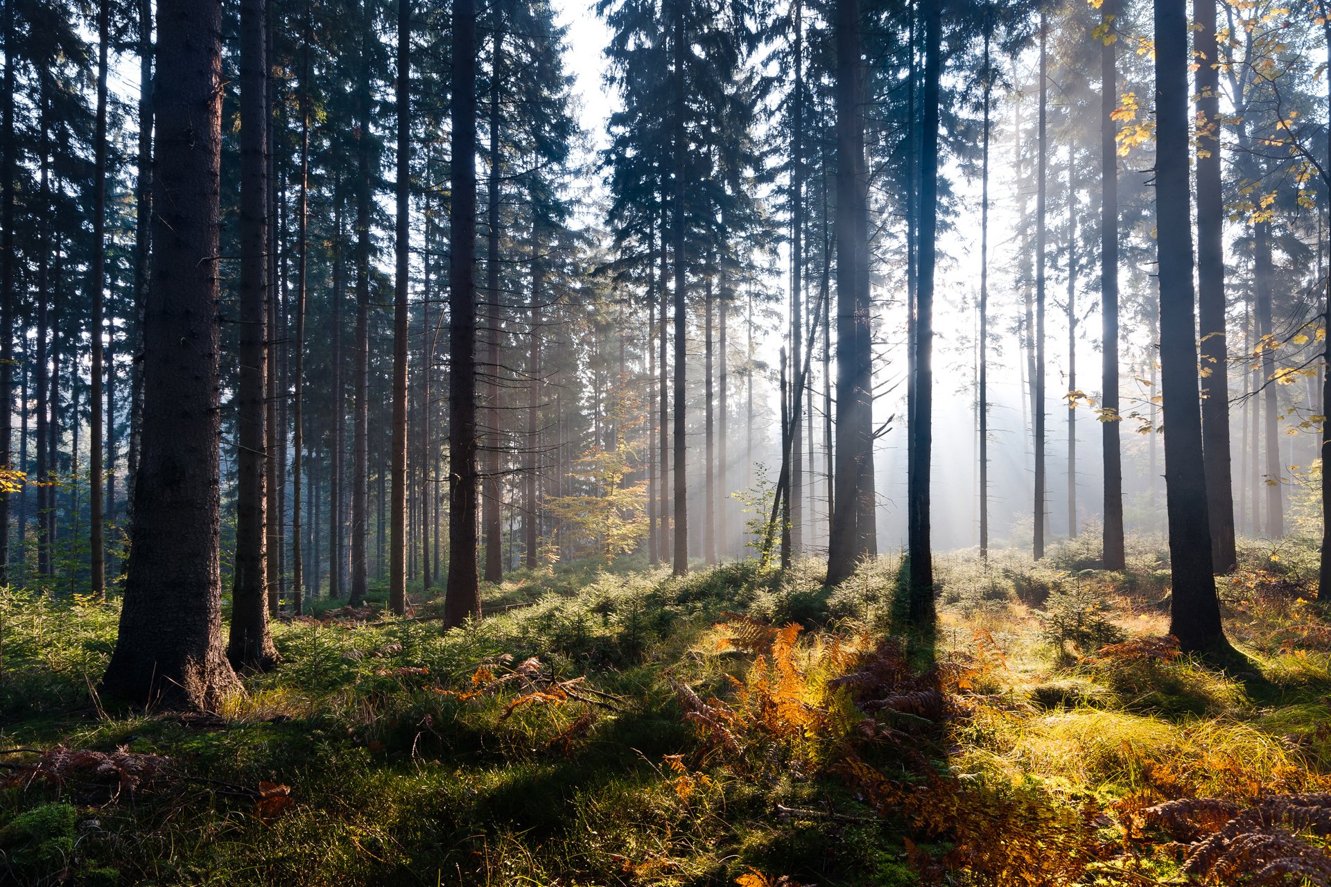 natura foresta autunno luce