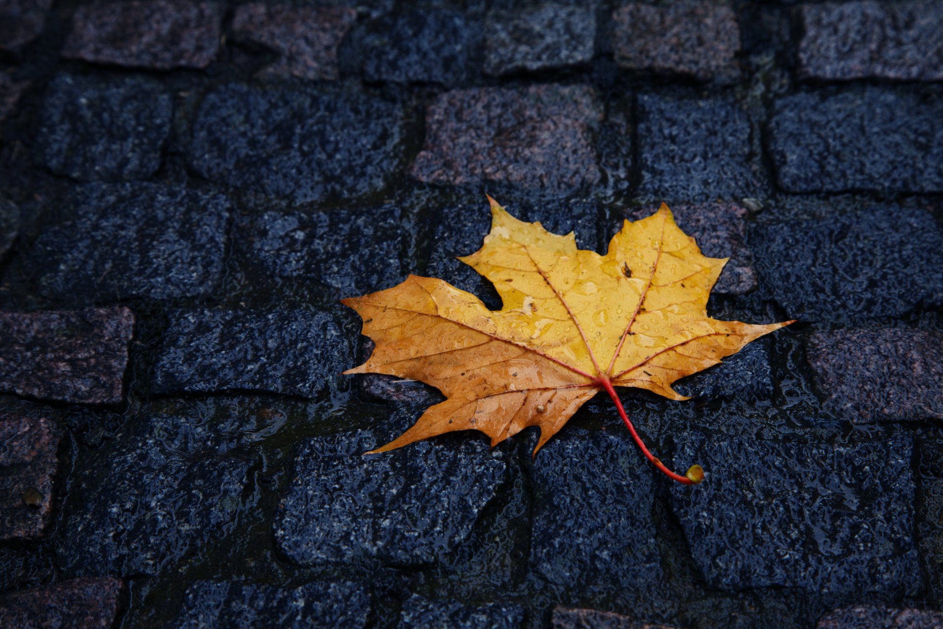 automne jaune feuille se trouve pavés gouttes de pluie