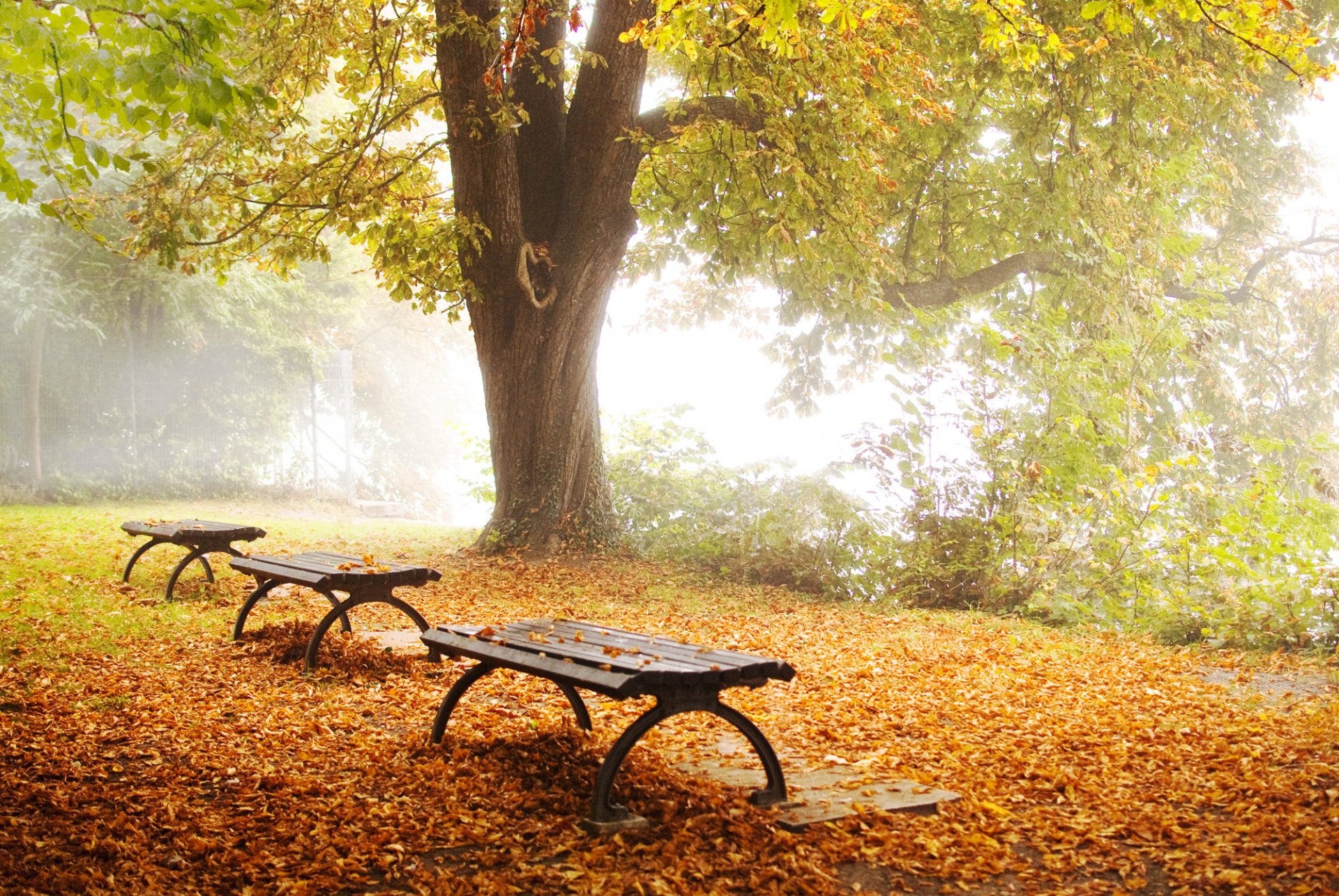 nature autumn park tree shops foliage