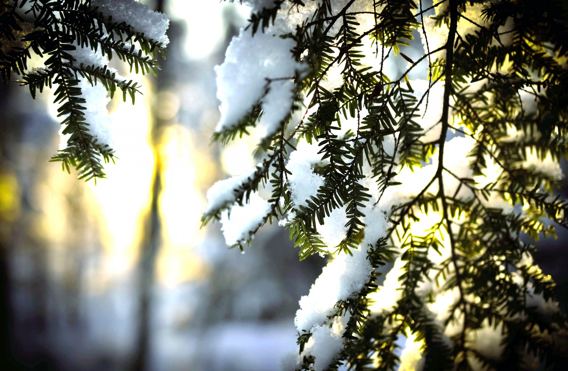 arbre de noël aiguilles neige soleil hiver