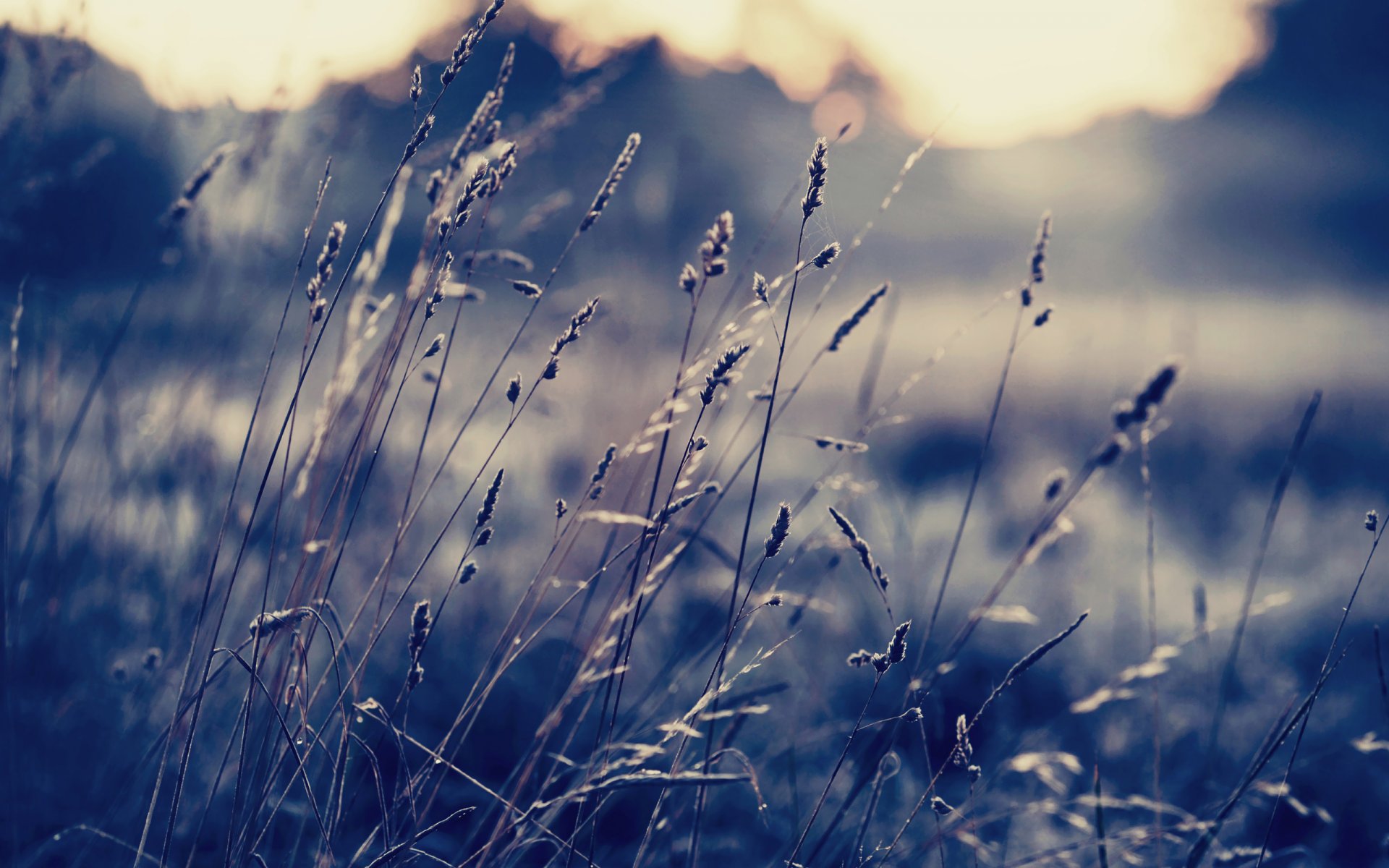 herbe brins d herbe coucher de soleil