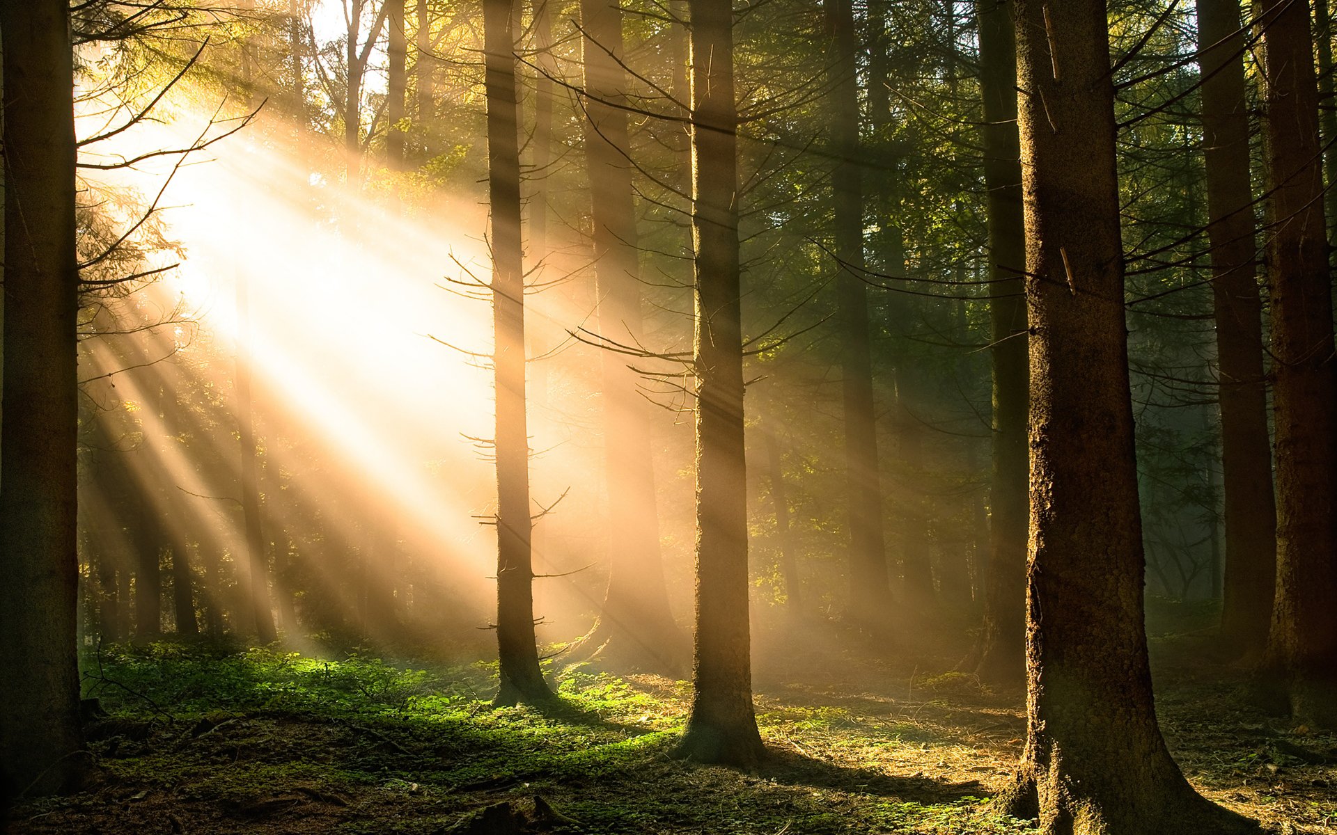 foresta alberi sole