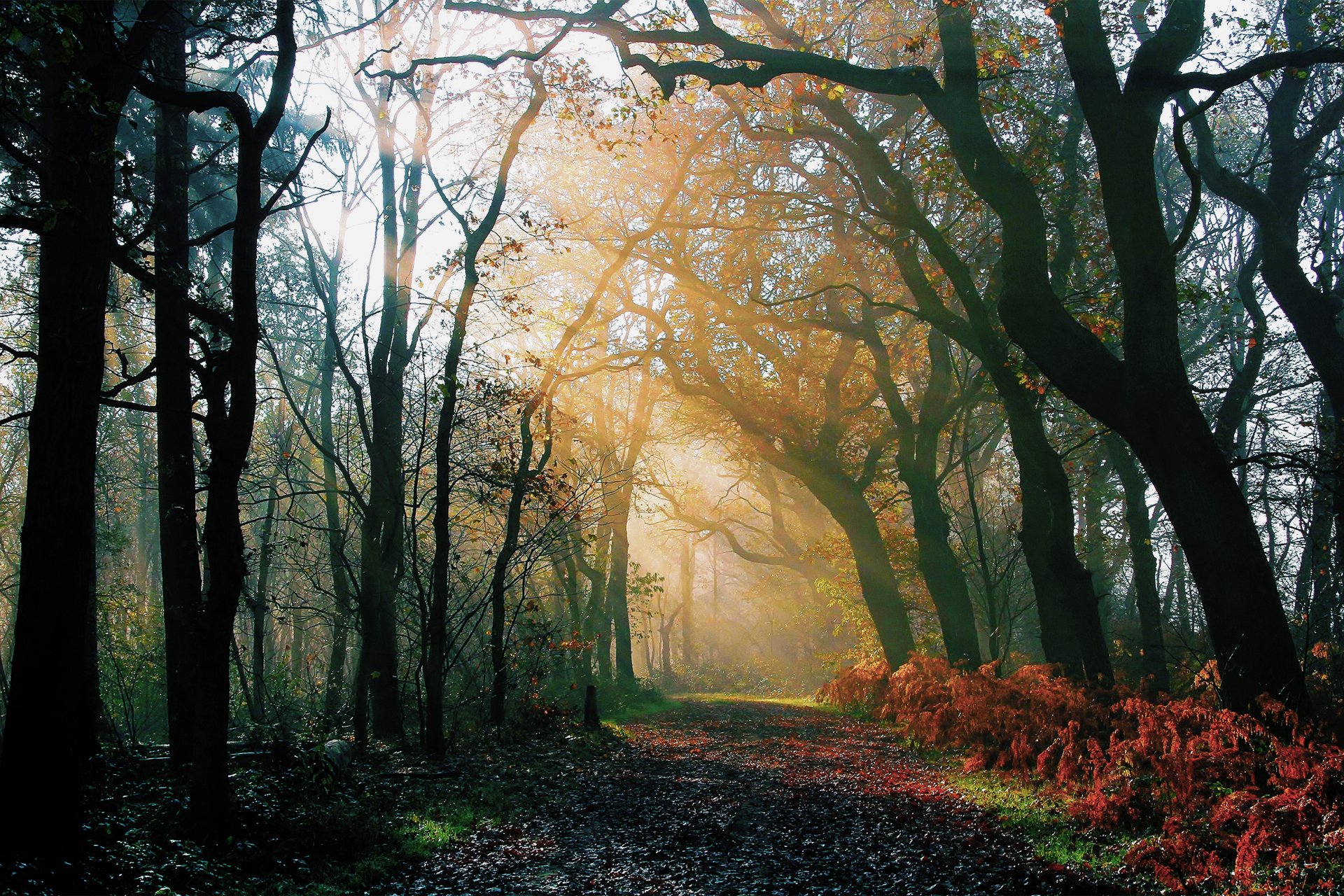 nature forêt matin automne après la pluie route lumière rayons