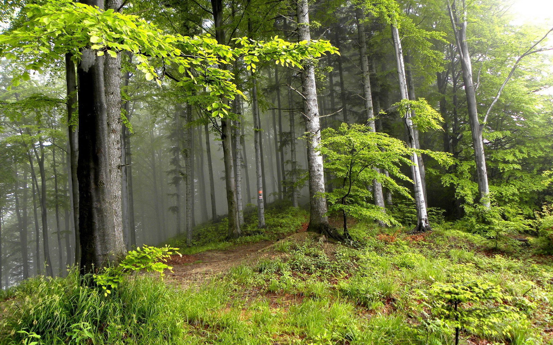 ummer forest tree landscape nature