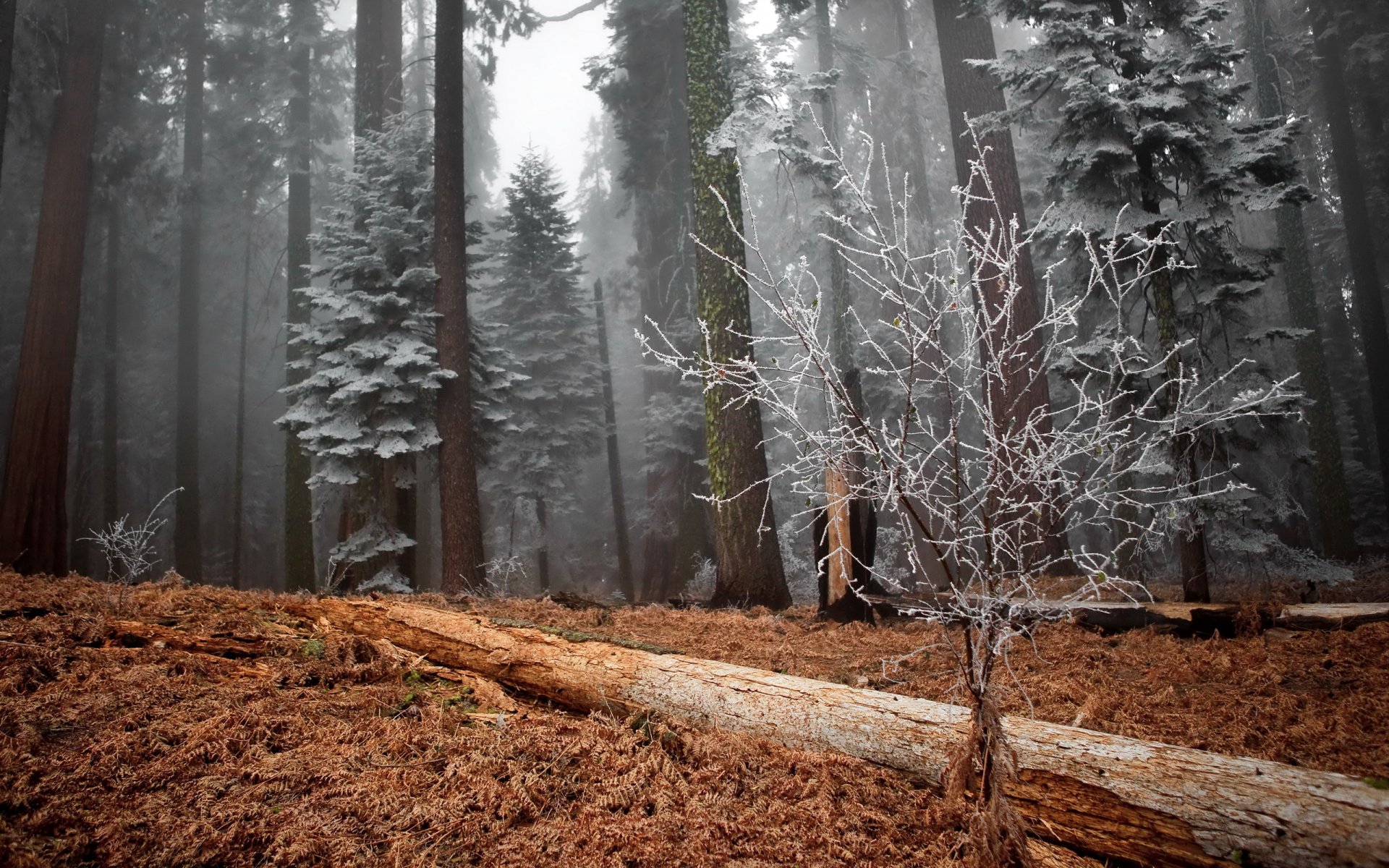 foresta alberi inverno gelo