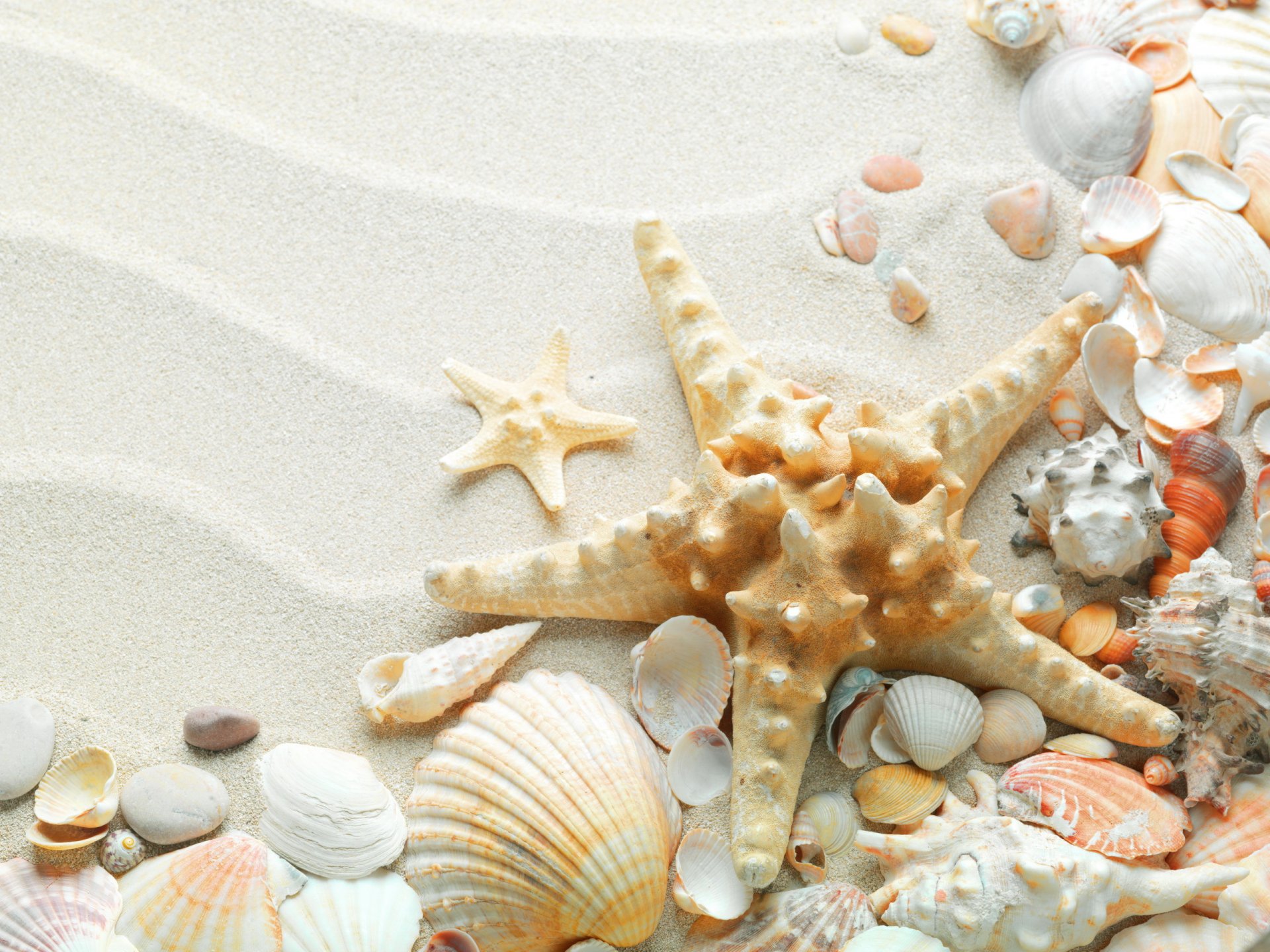 tar shells beautiful sand beach sea summer ocean nature starfish shell