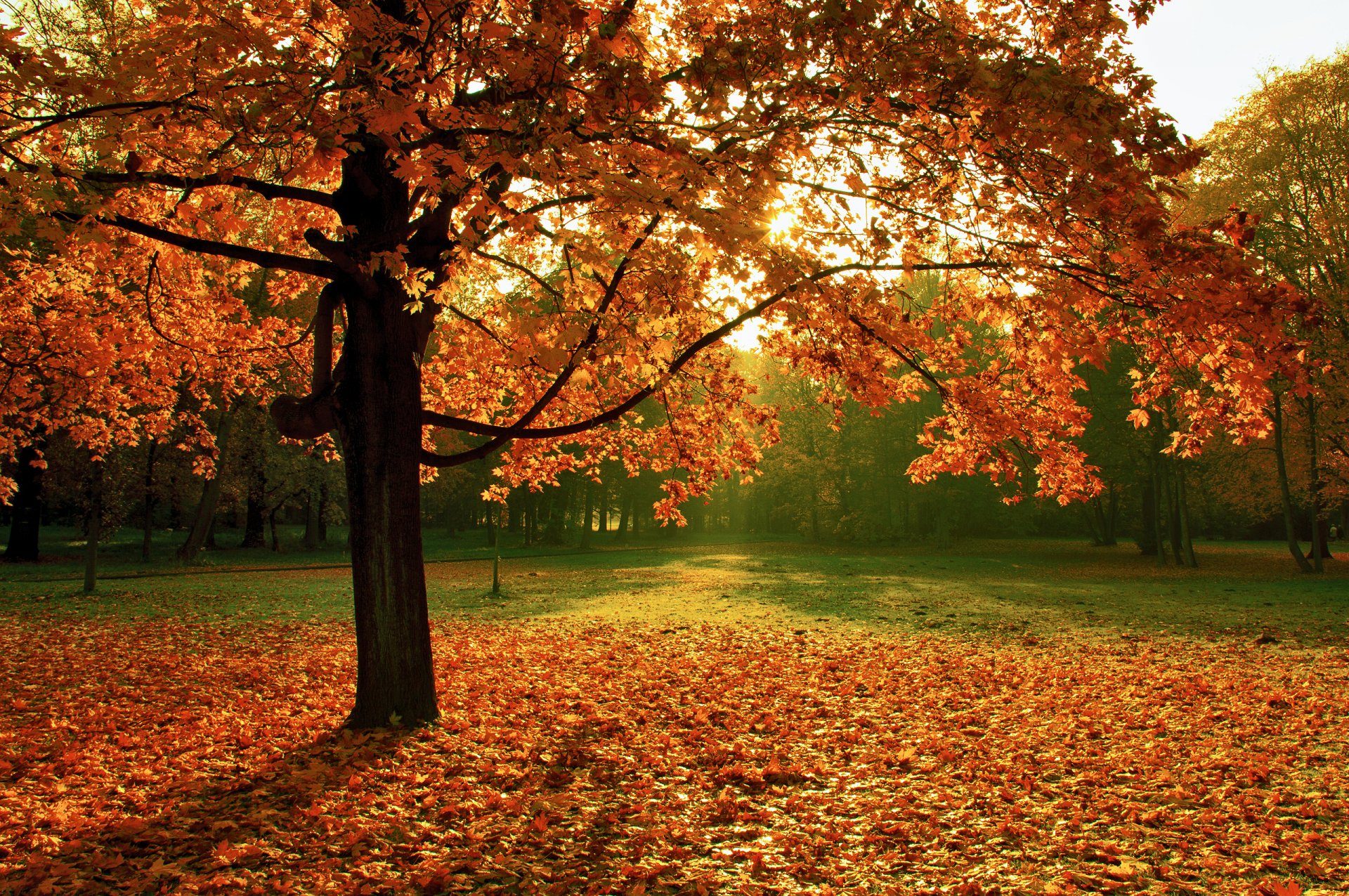 natur baum herbst laub park