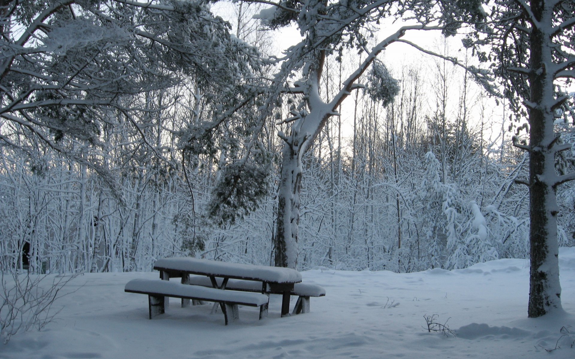 inverno foresta neve panchina