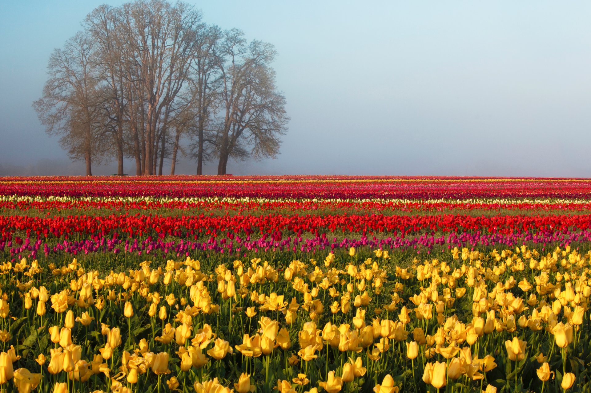 natura pole tulipany wiosna drzewo niebo