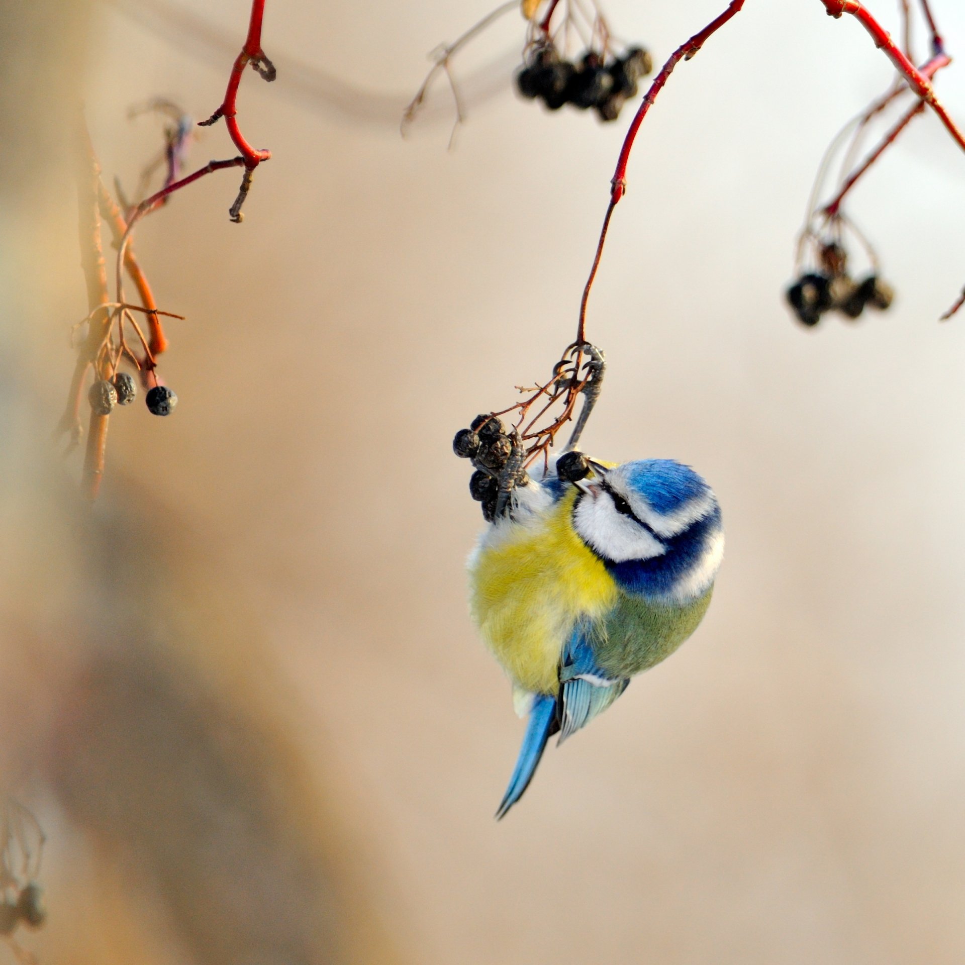 tit amarillo azul pájaro