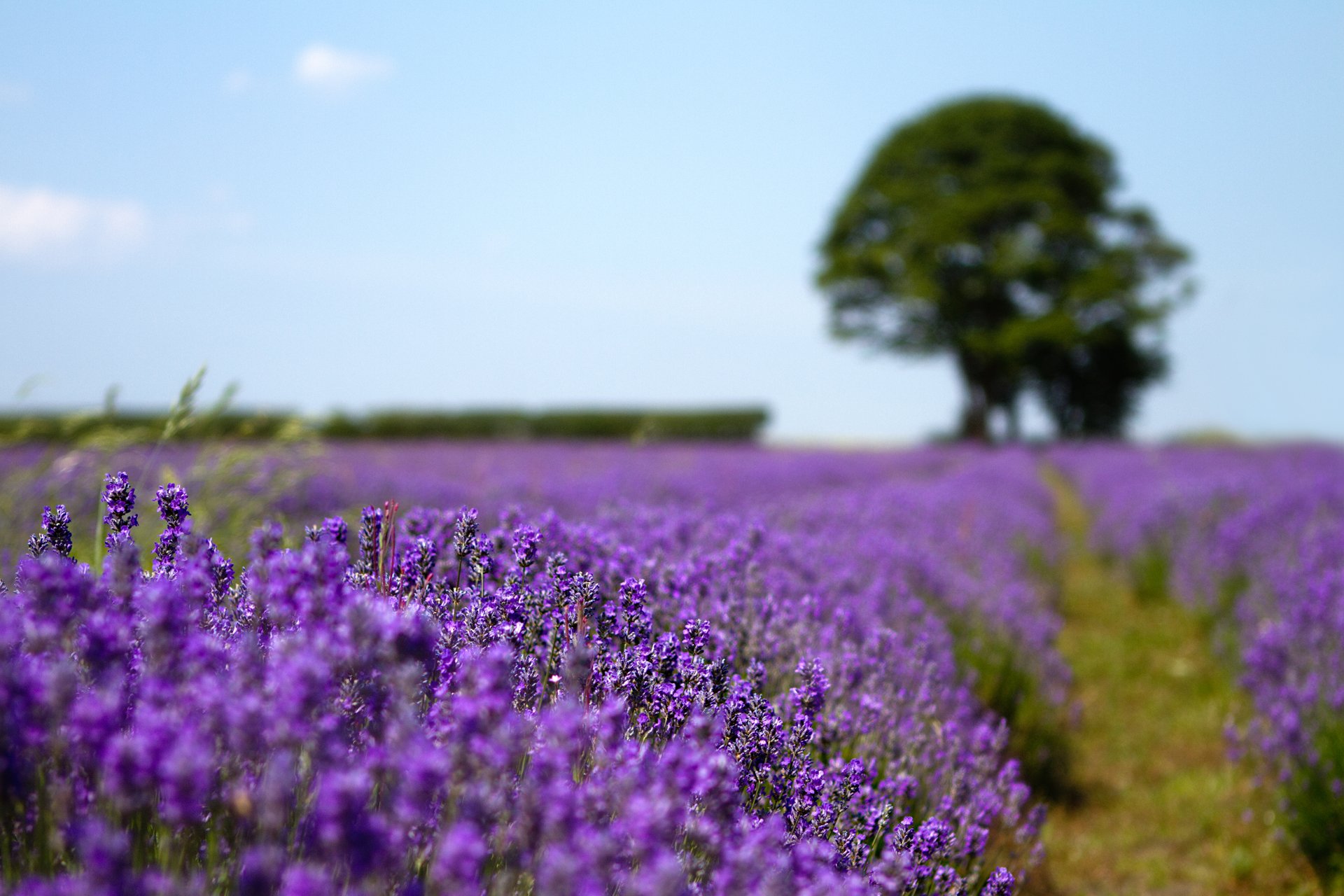 nature the field lavender tree blur