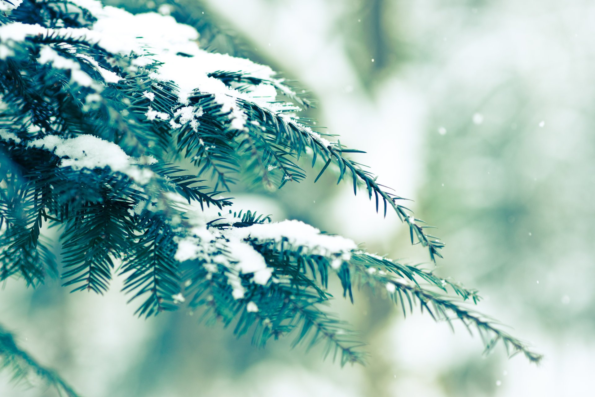 hiver neige sapin verdure bokeh