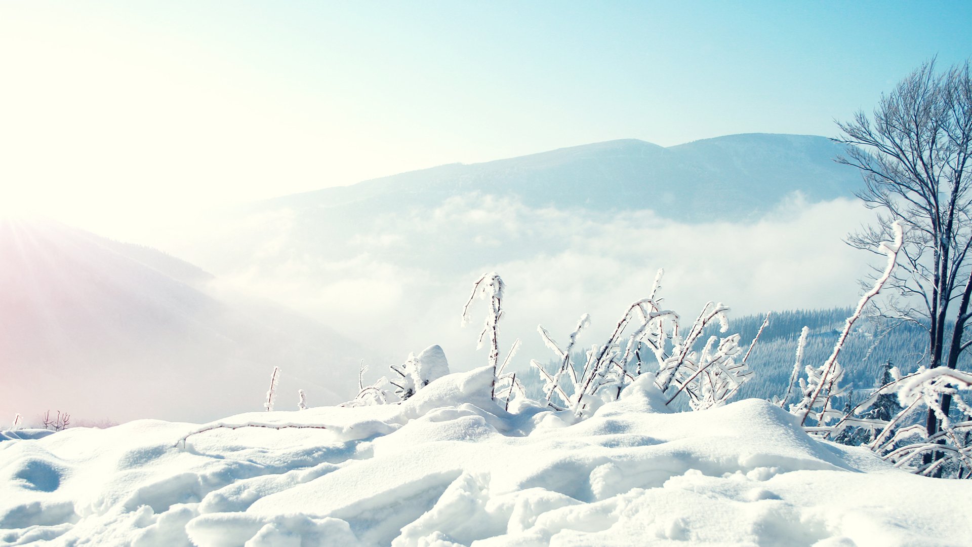 nature winter conditions weather snow drifts tree mountain fog