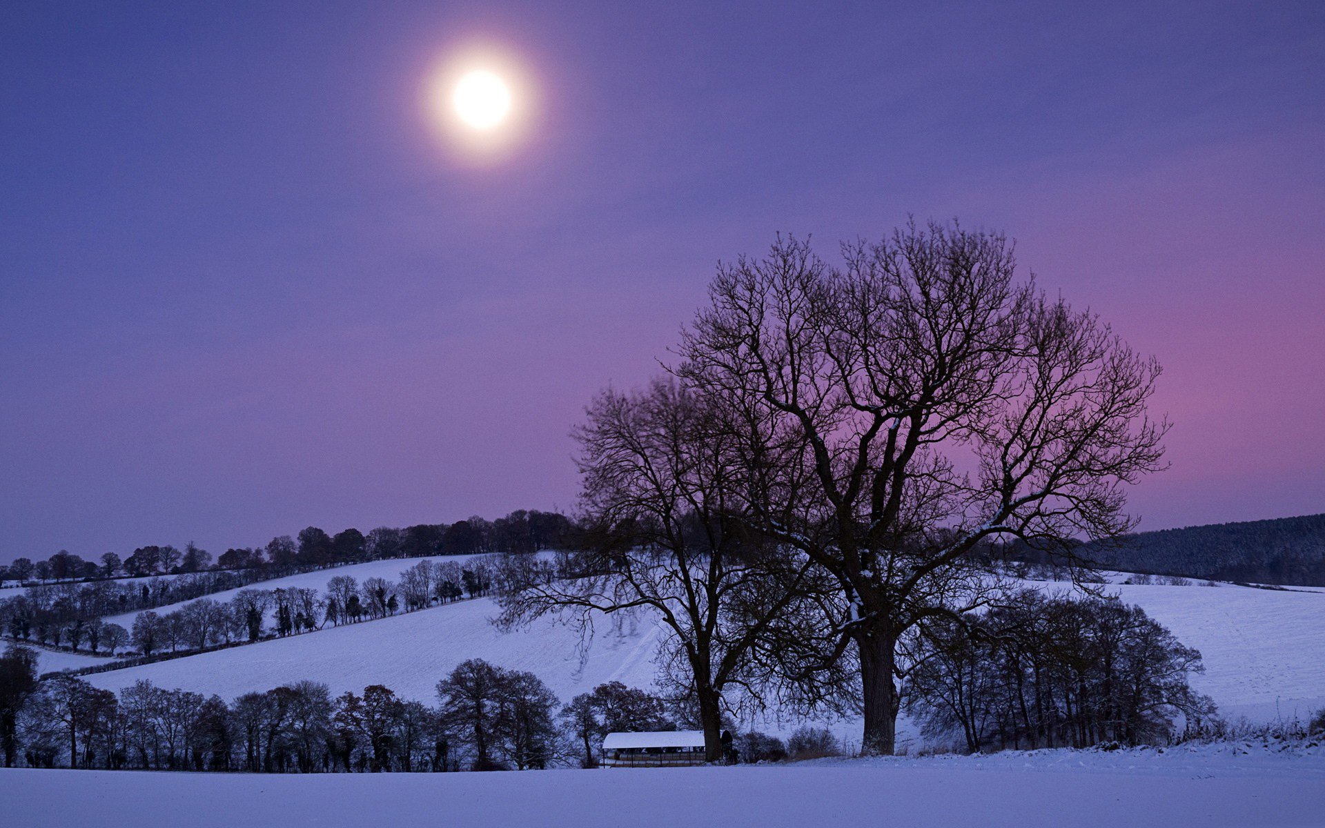 invierno nieve colina árboles noche luna púrpura cielo