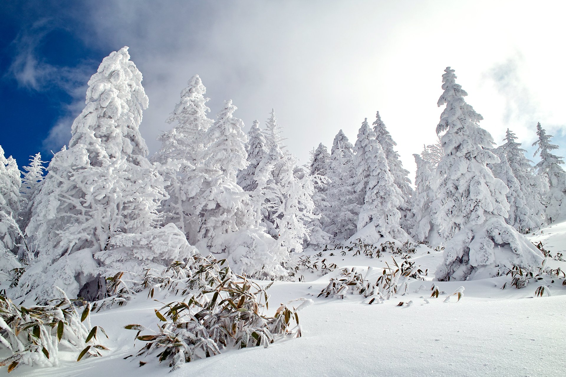 natur wald winter schnee himmel