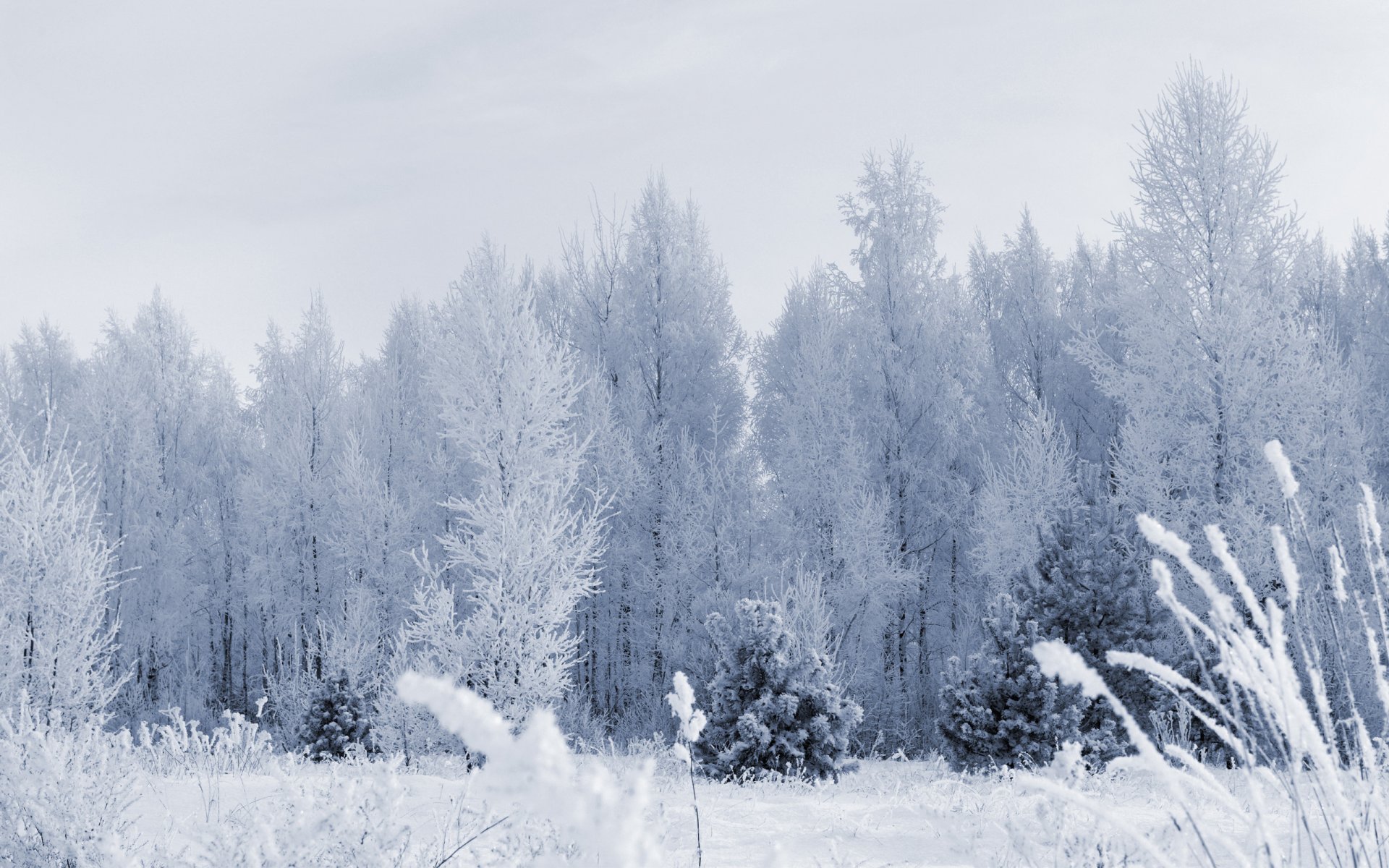 hiver neige givre forêt arbres