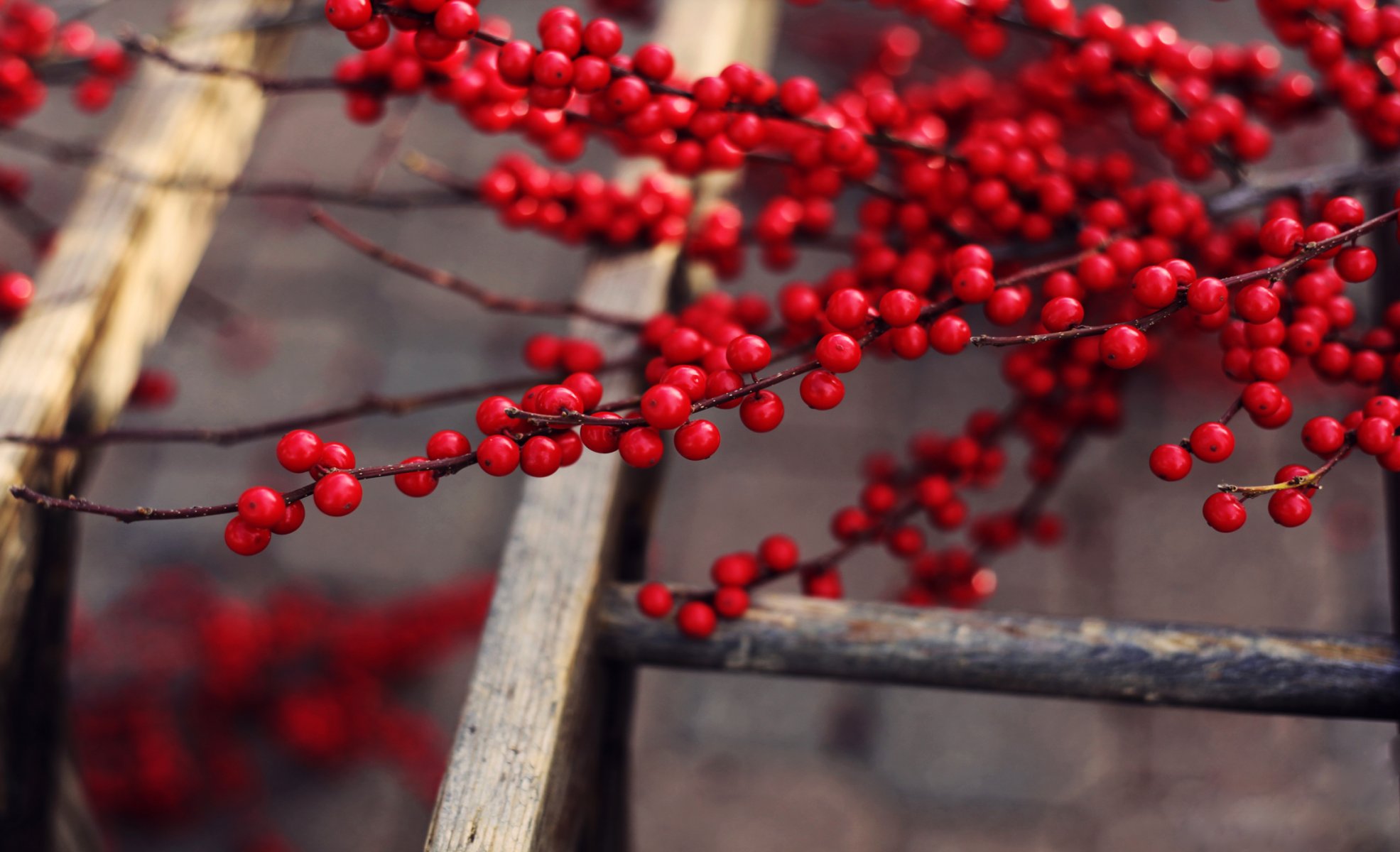 arbre fruits baies rouge mûr savoureux branches échelle vers le haut