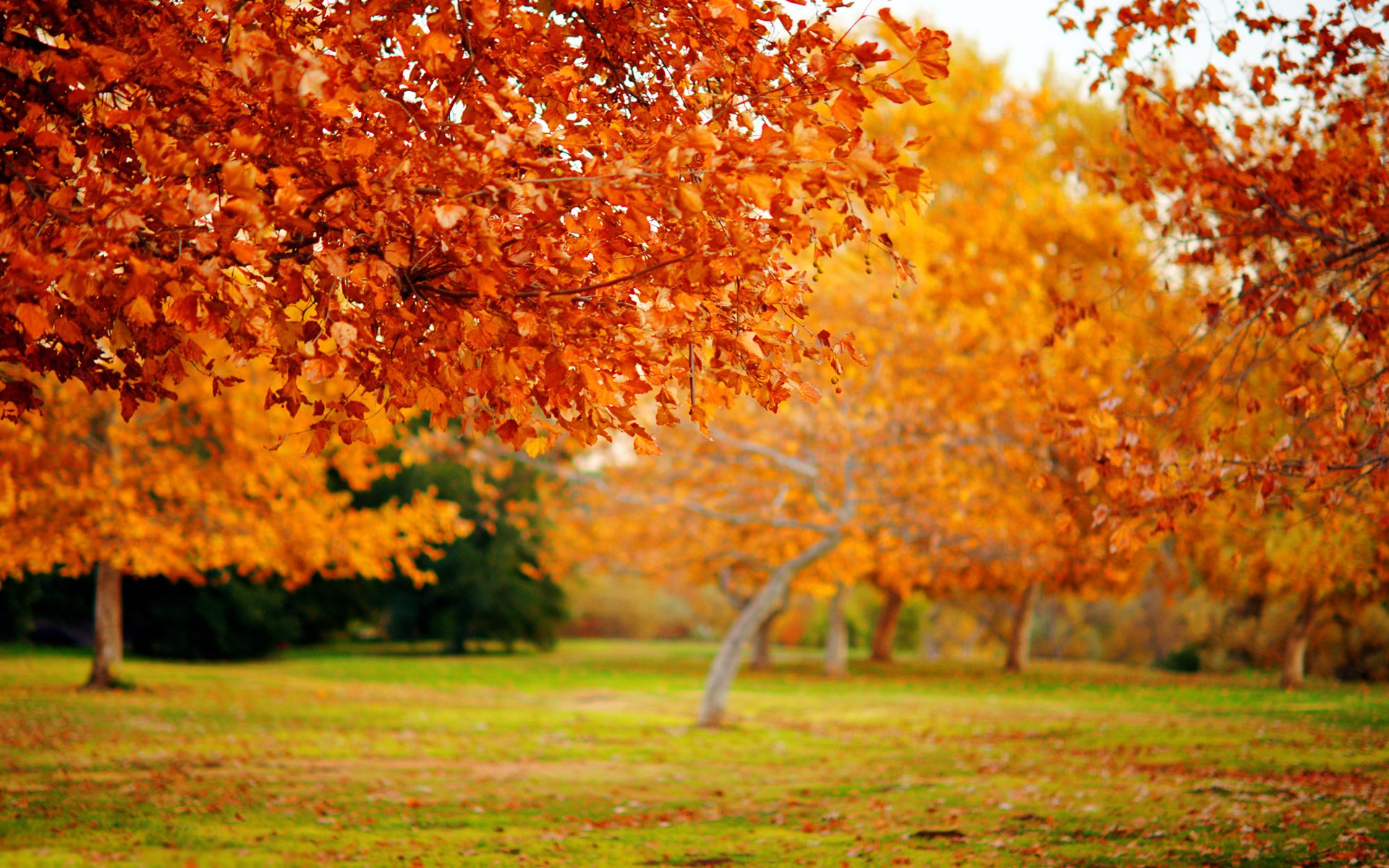 natura macro albero alberi autunno autunno carta da parati fogliame caduta delle foglie foglie foglioline foglioline foglioline foglie carta da parati carta da parati foglia messa a fuoco