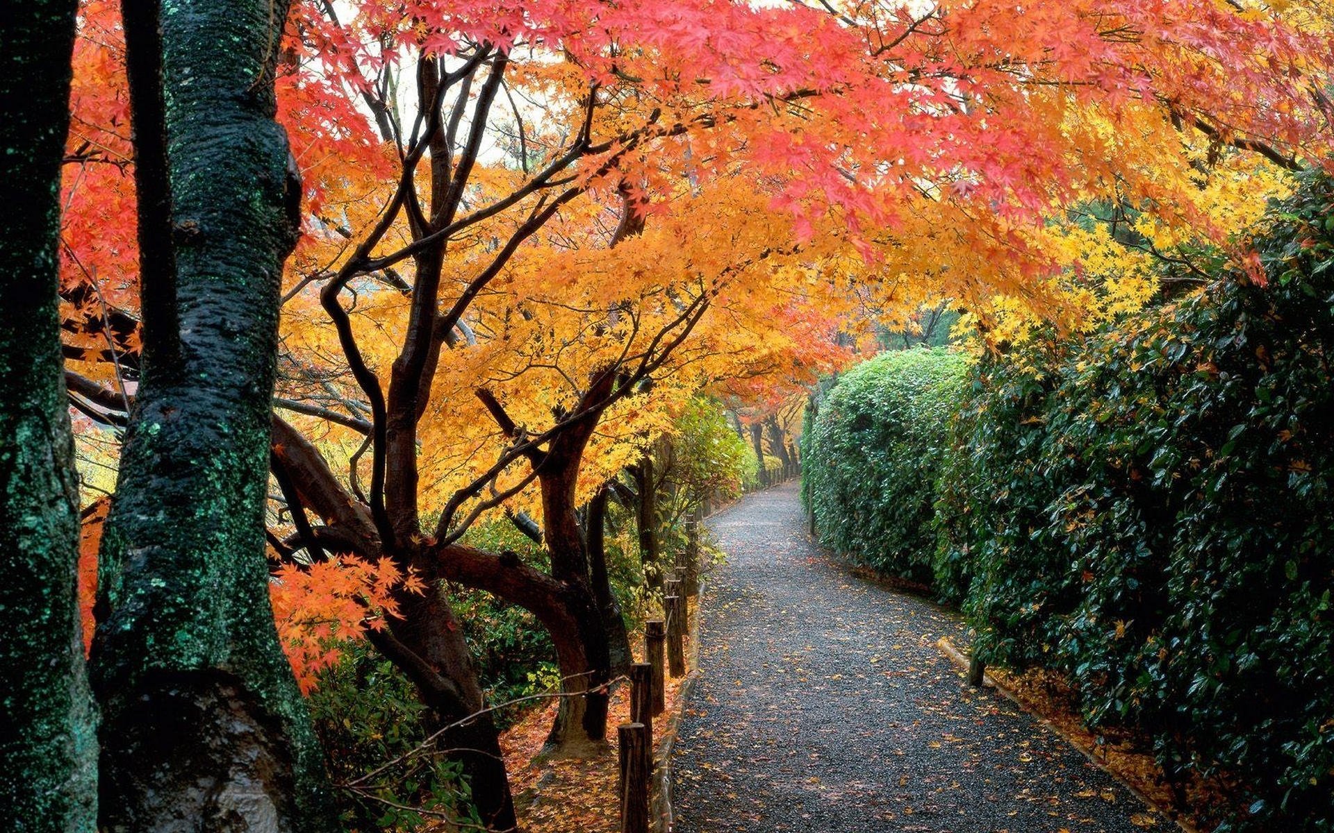 japón otoño parque jardín árboles hojas arbustos camino