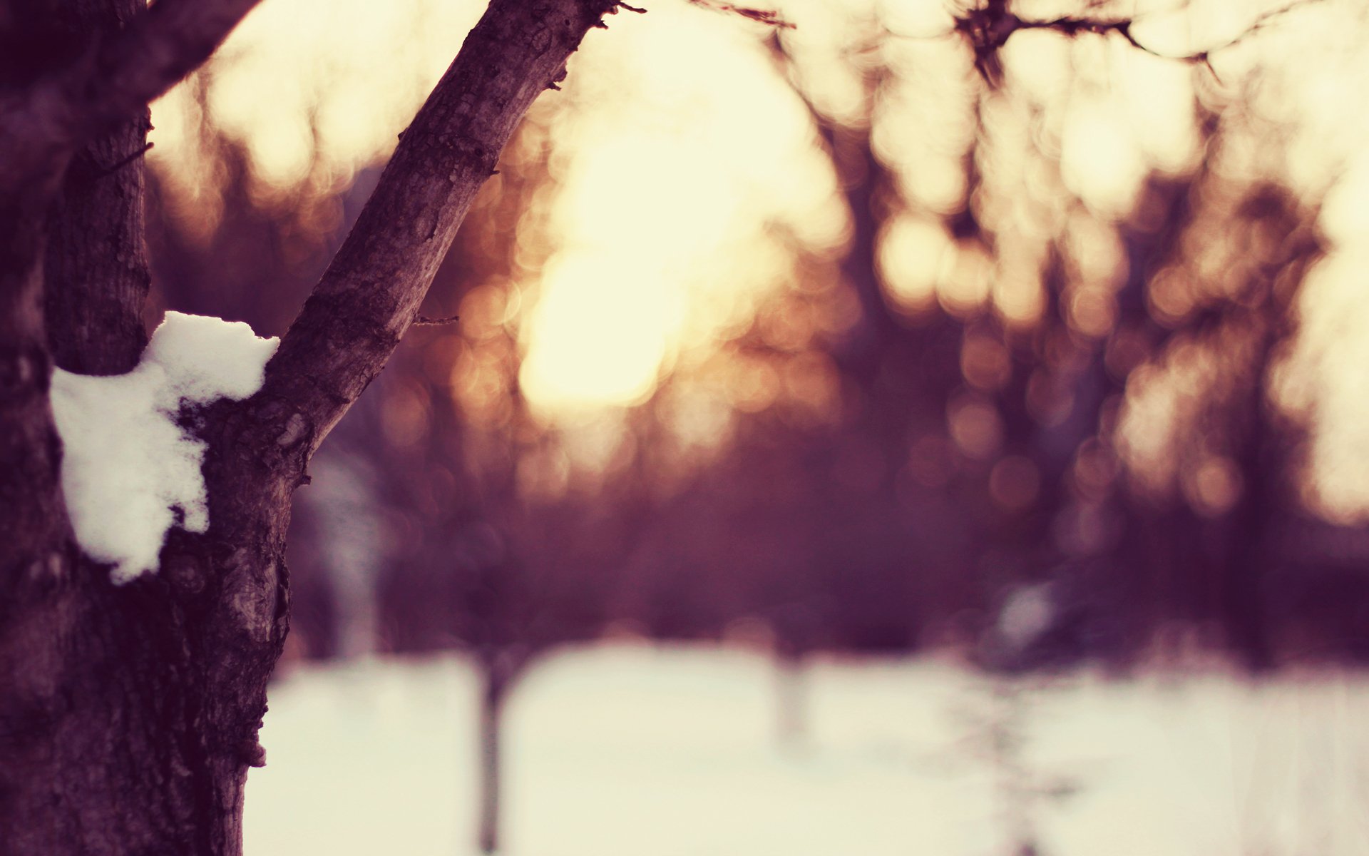 winter season snow snowball weather tree evening sunset sun forest branches clearing sky light