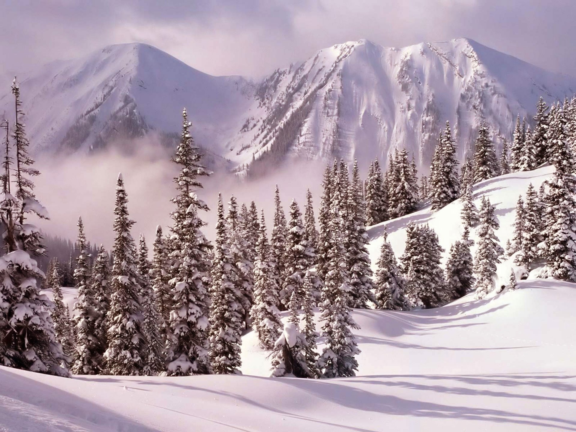 winter snow mountain tree christmas tree