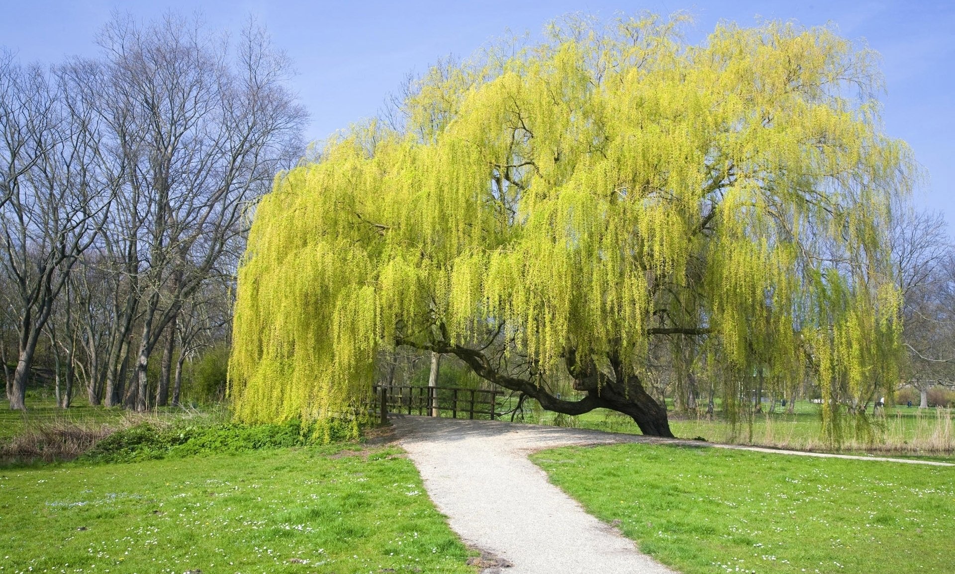 árbol verde claro corona ramas parque puente hierba camino cielo azul