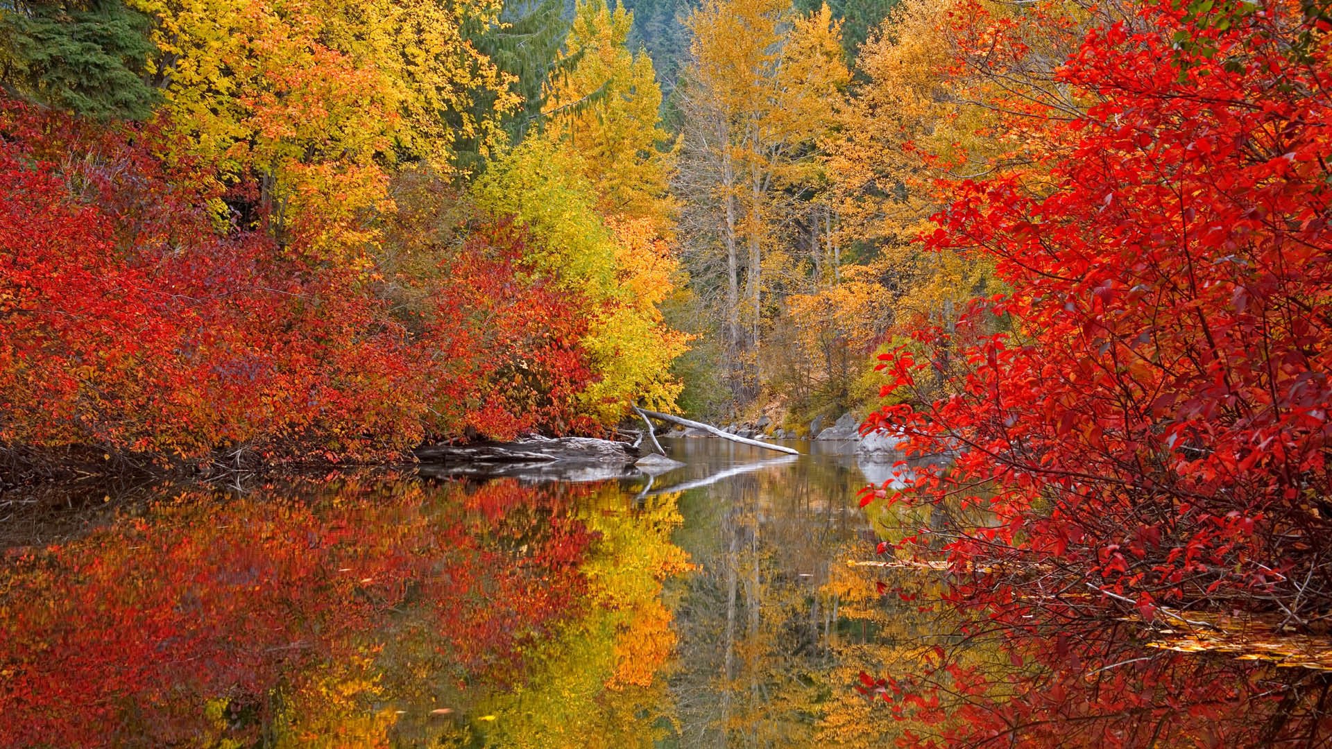 herbst farben wald