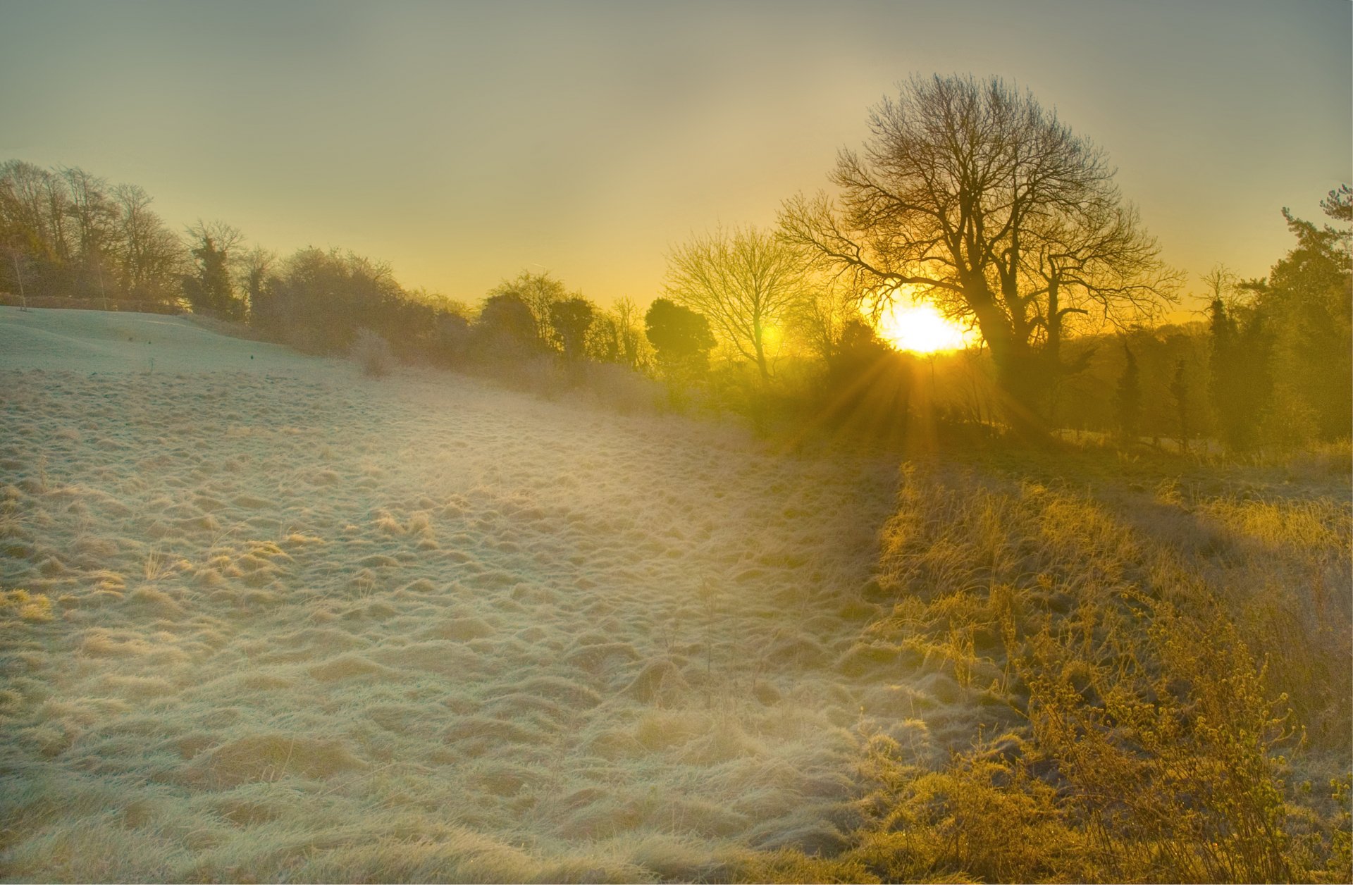 angleterre matin aube soleil lumière rayons clairière arbres herbe givre