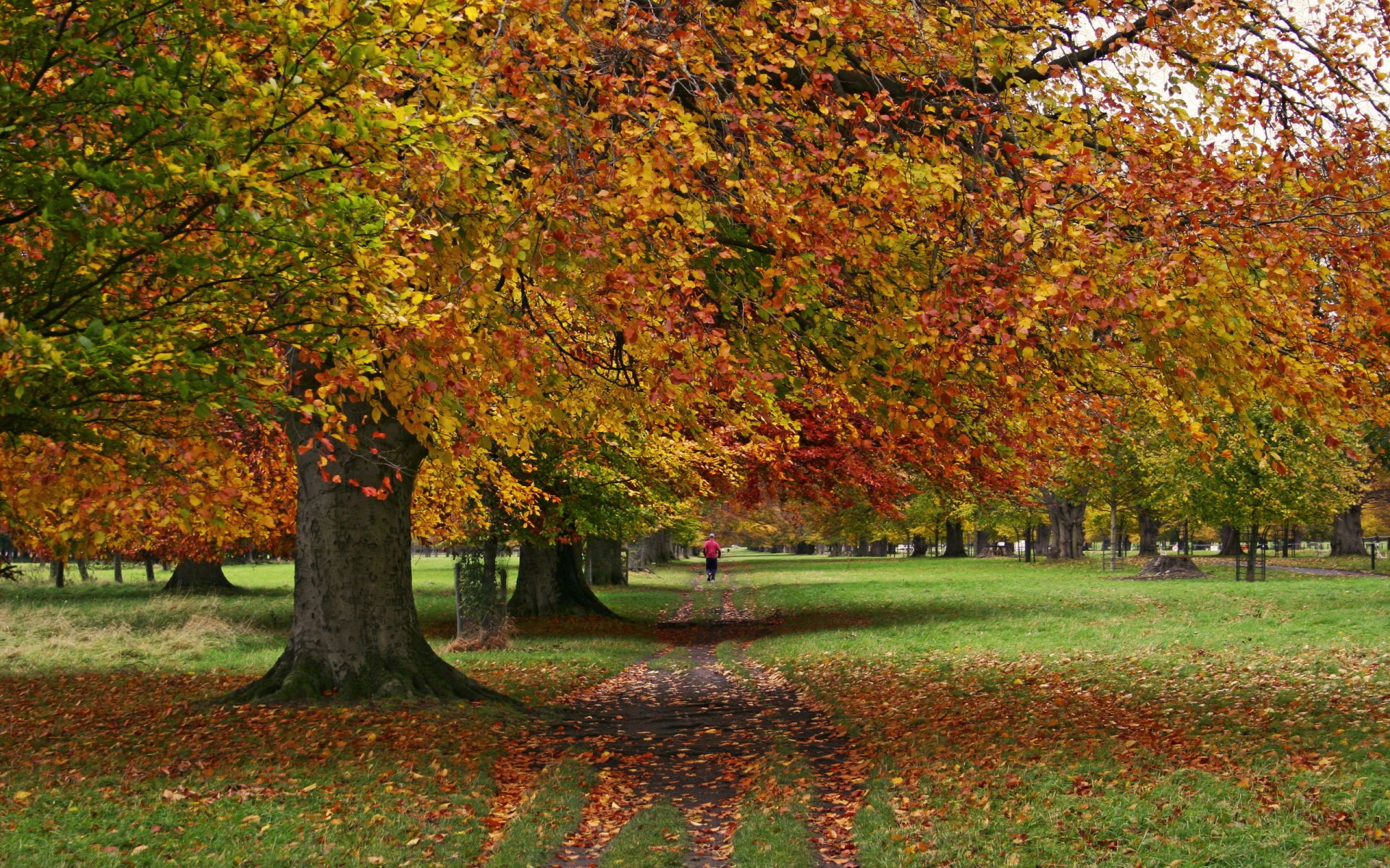 park autumn tree