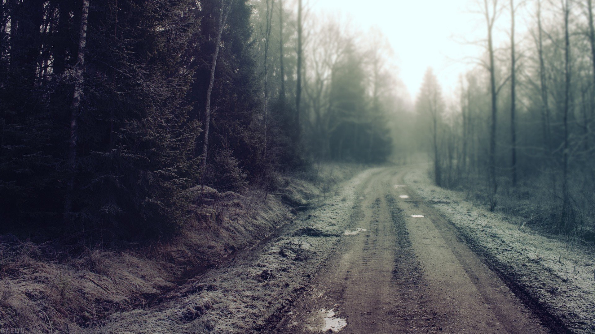 foresta strada fango