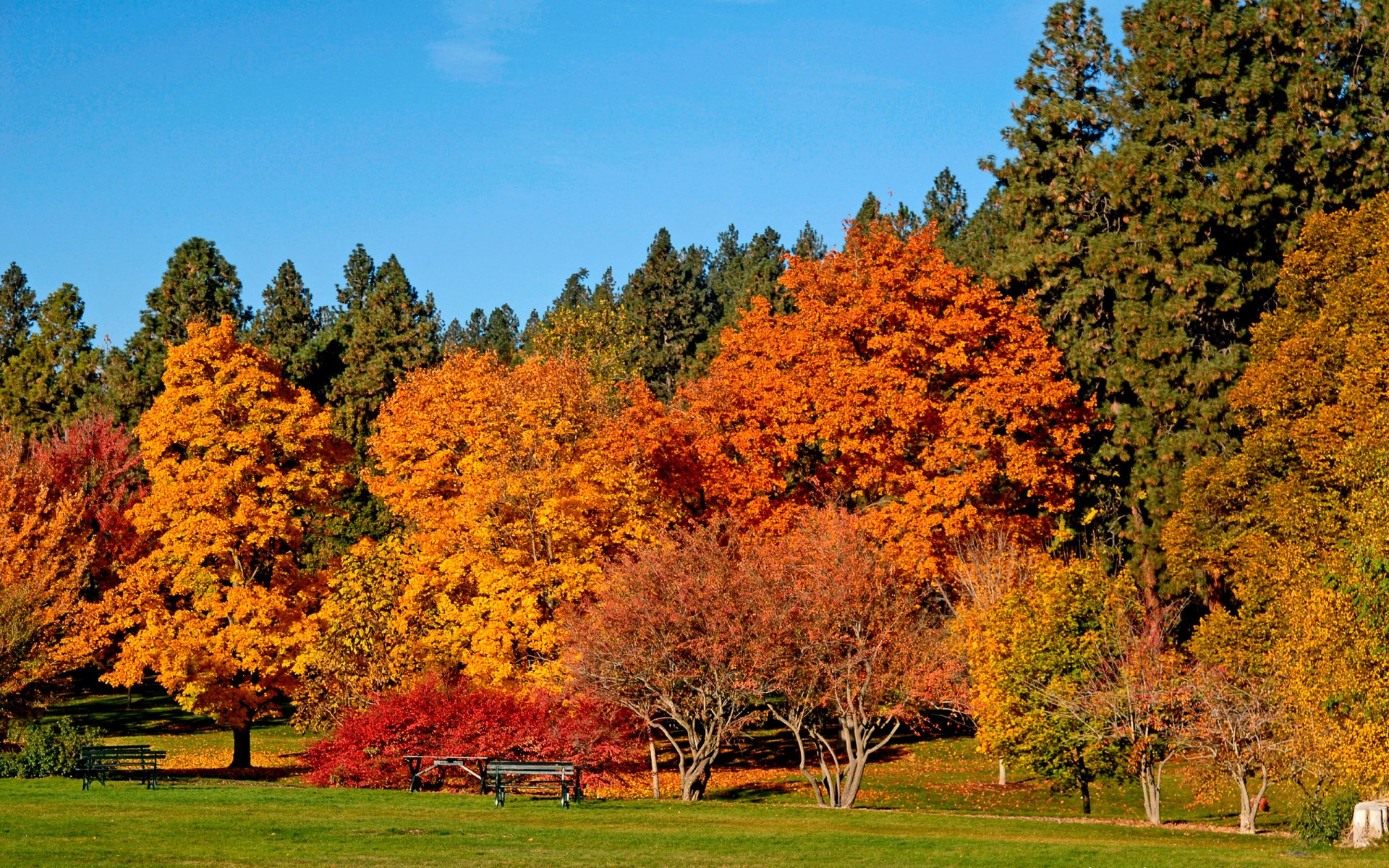 autunno alberi in oro bellezza