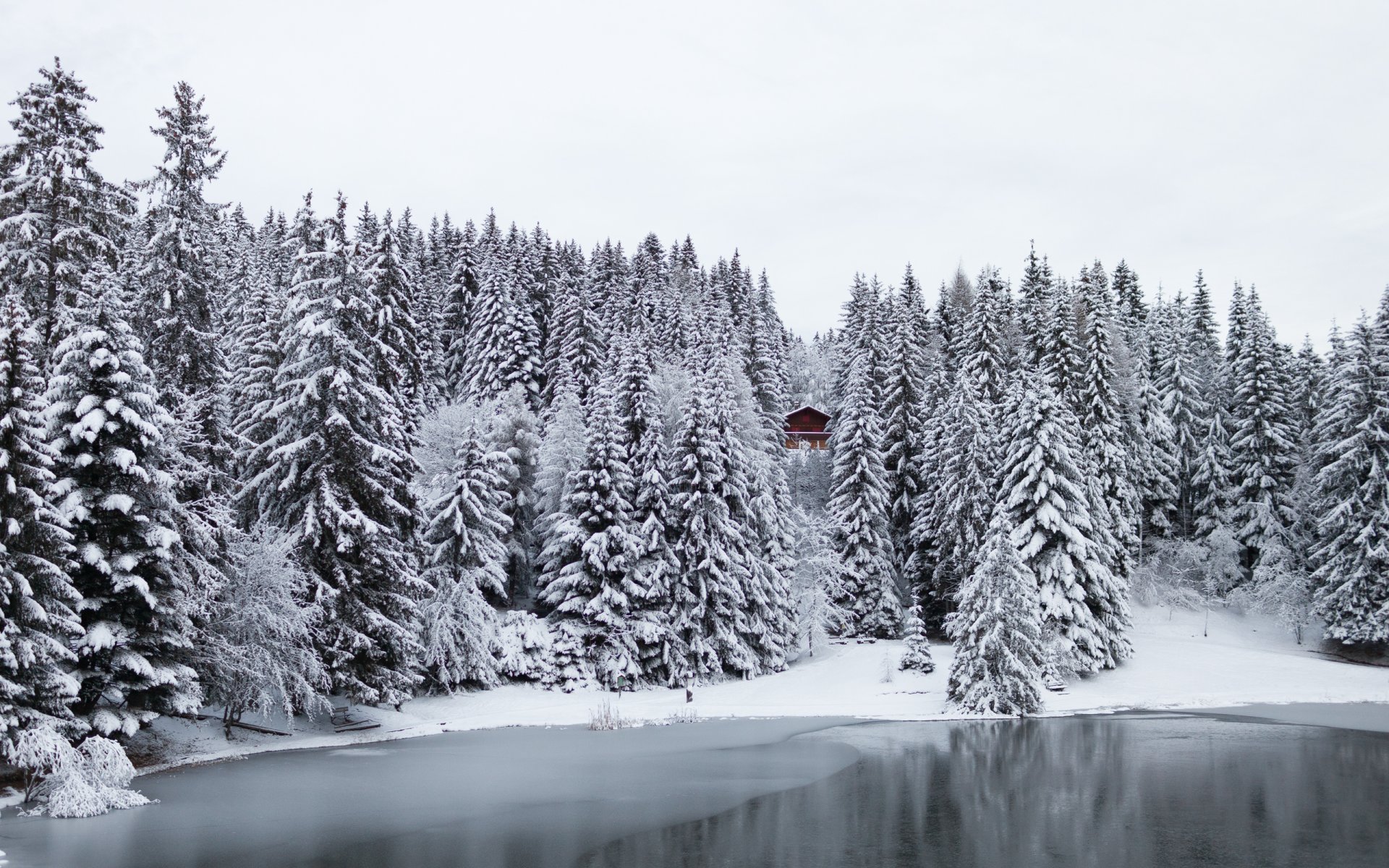 svizzera inverno neve foresta alberi casa lago