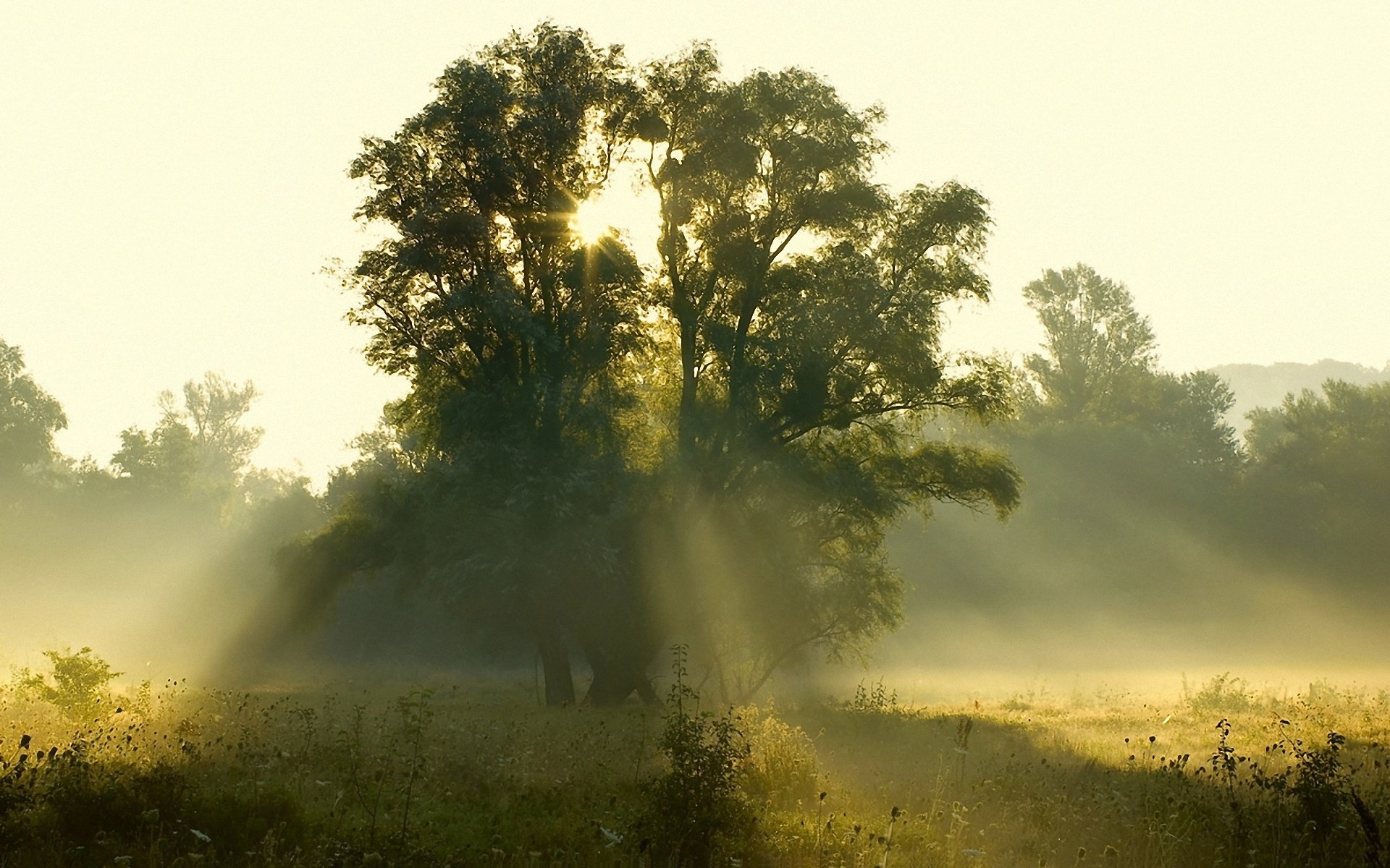 matin lever du soleil soleil lumière rayons arbres clairière forêt