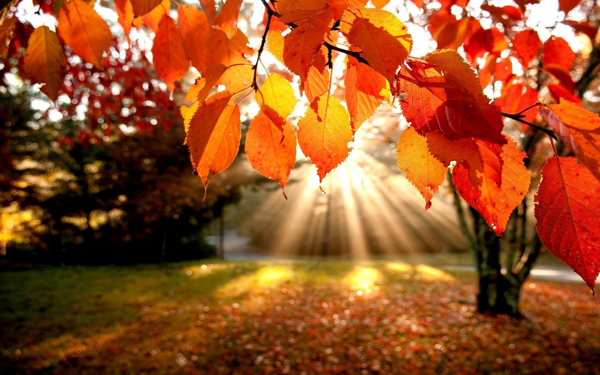 automne feuilles arbres rayons