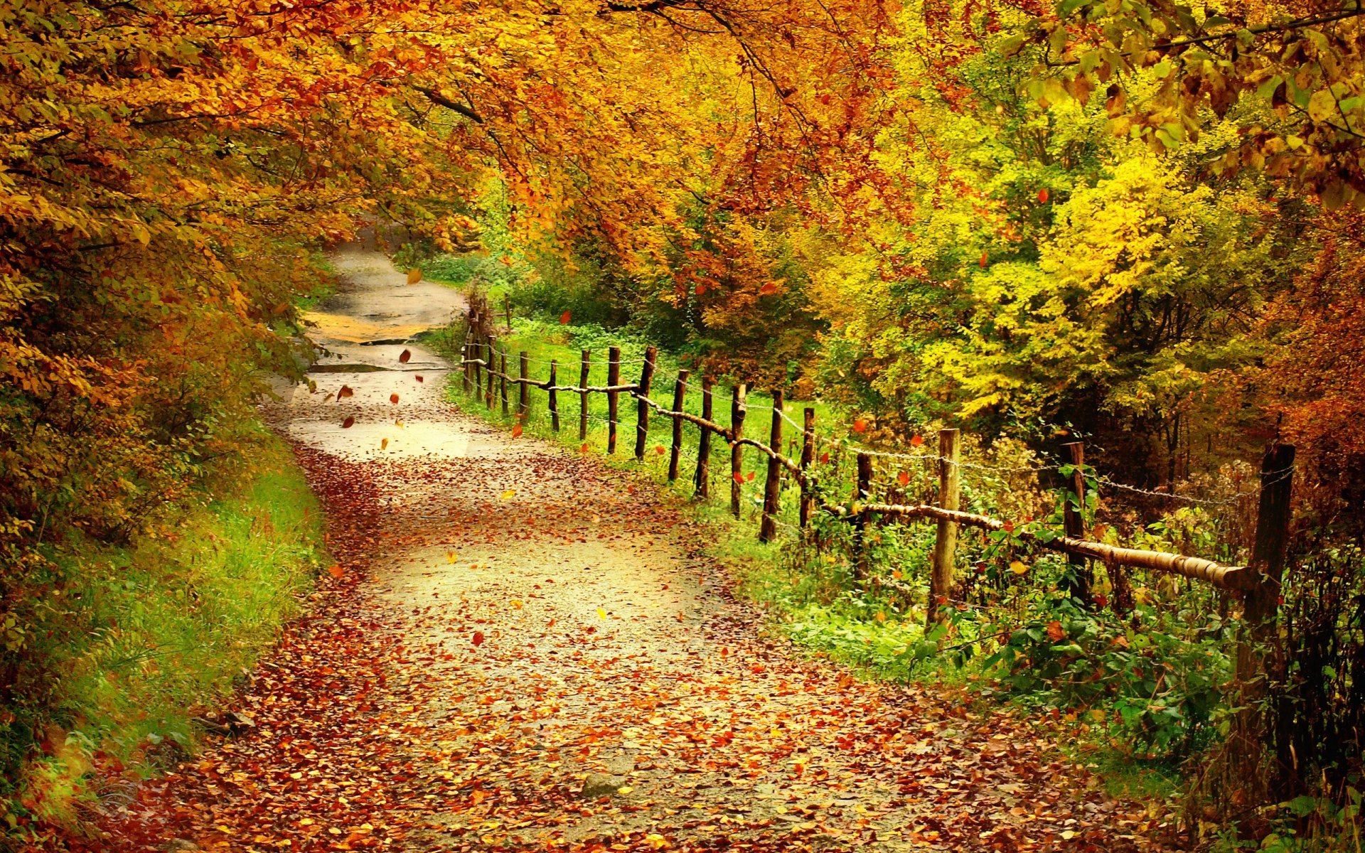 autumn forest tree leaves path fence