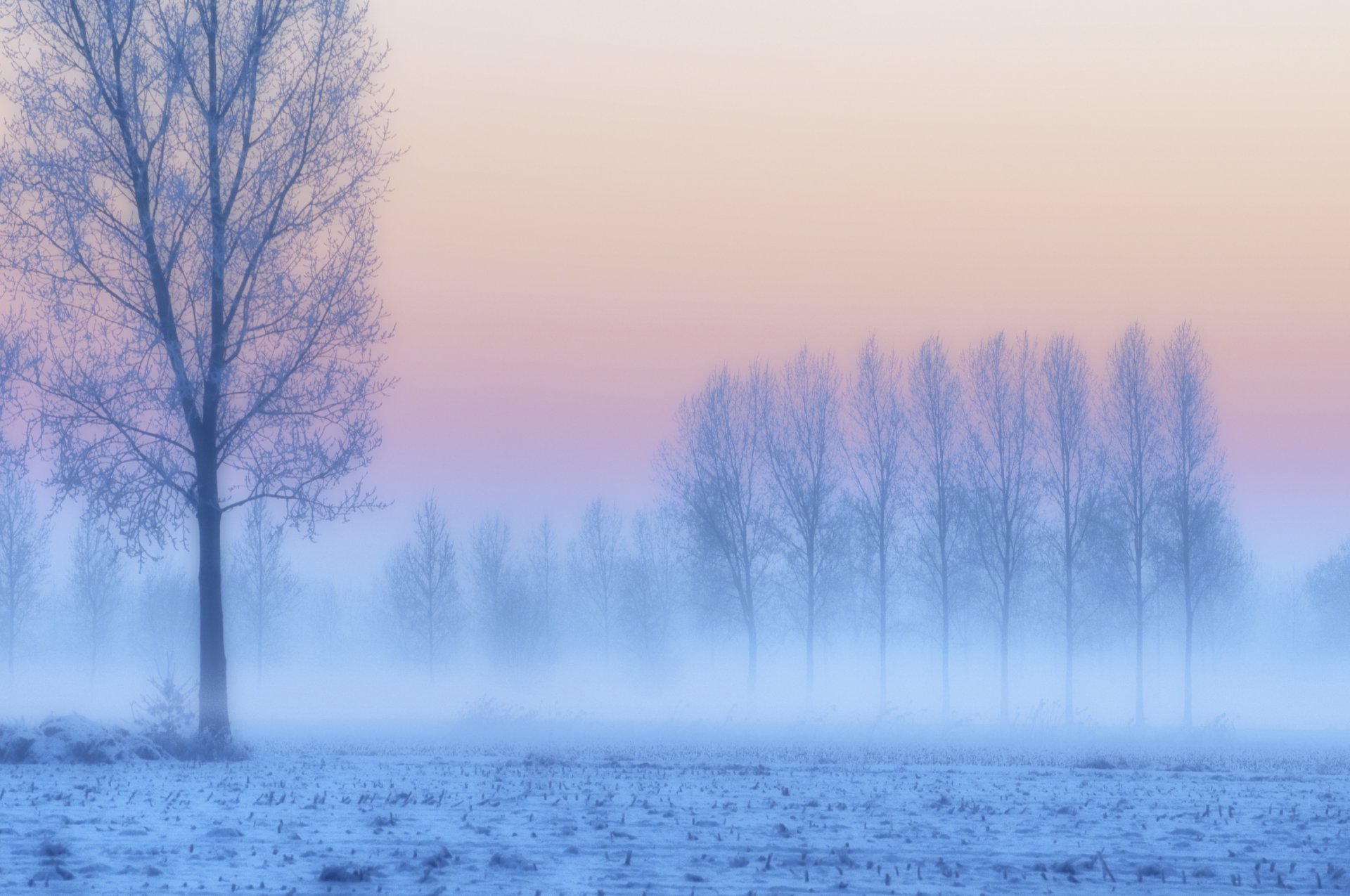 winter schnee frost bäume feld rosa flieder sonnenuntergang dämmerung blau nebel dunst