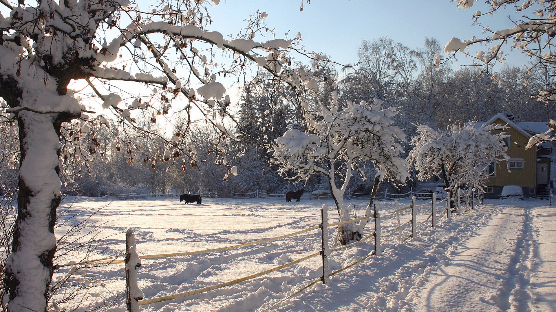 natur winter pferde