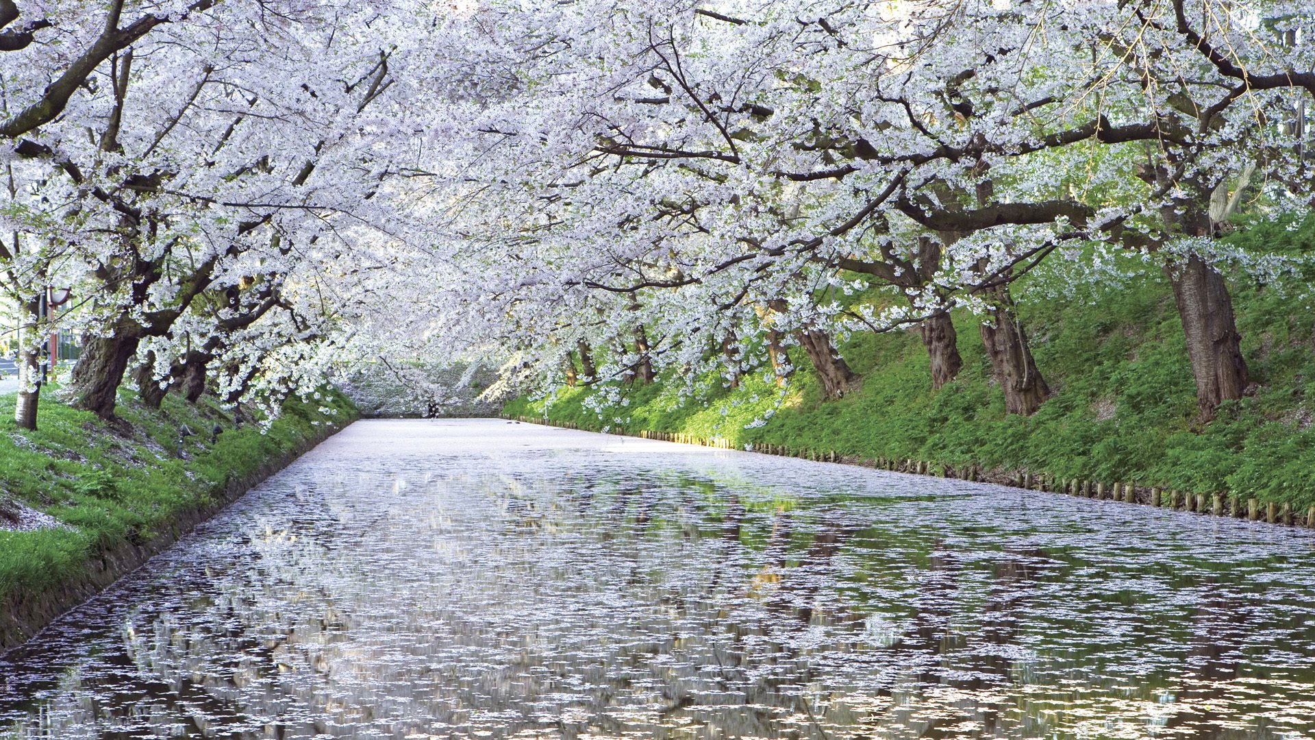 cherry tree river japan sakura