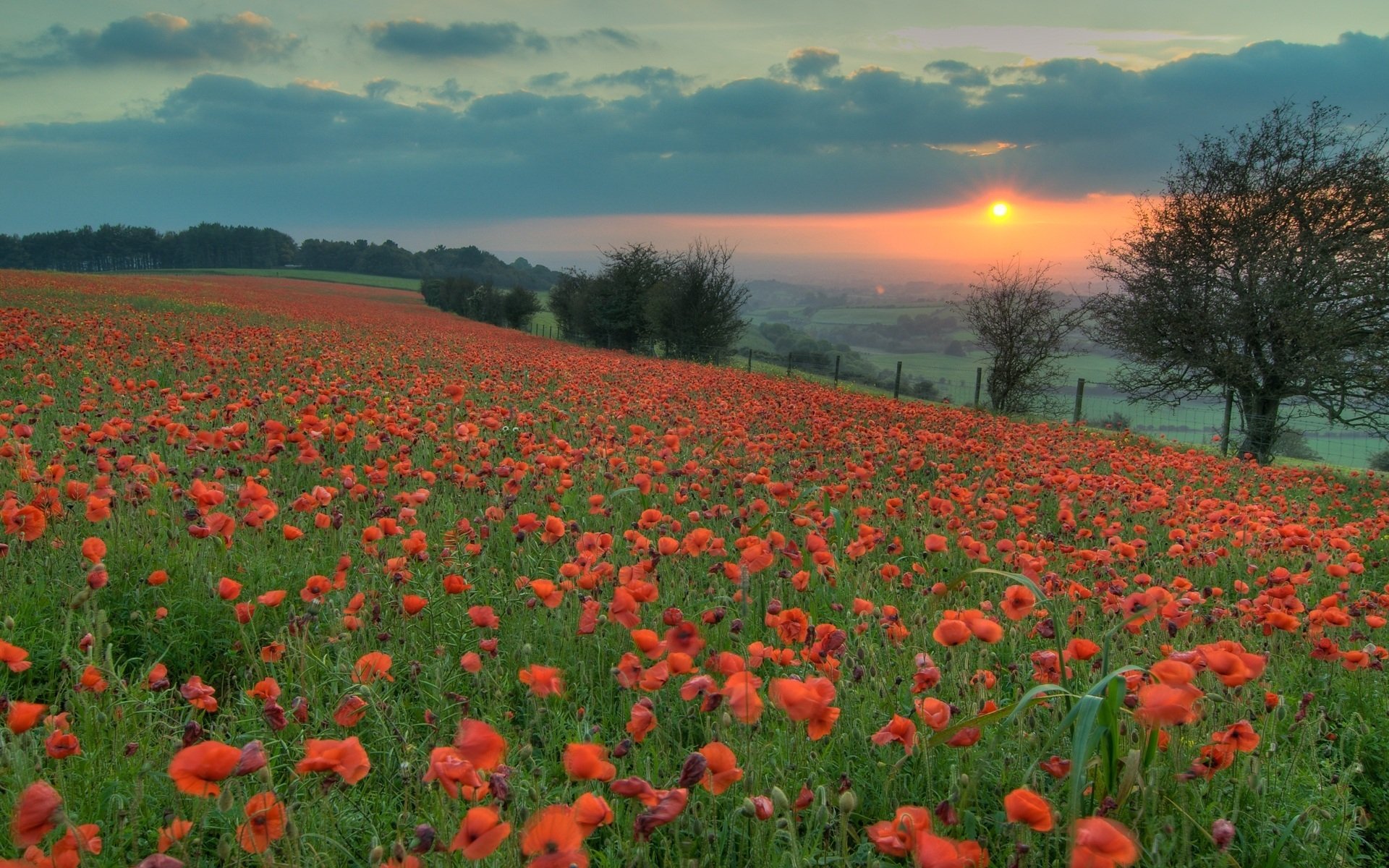 sera arancione tramonto sole campo papaveri rosso fiori