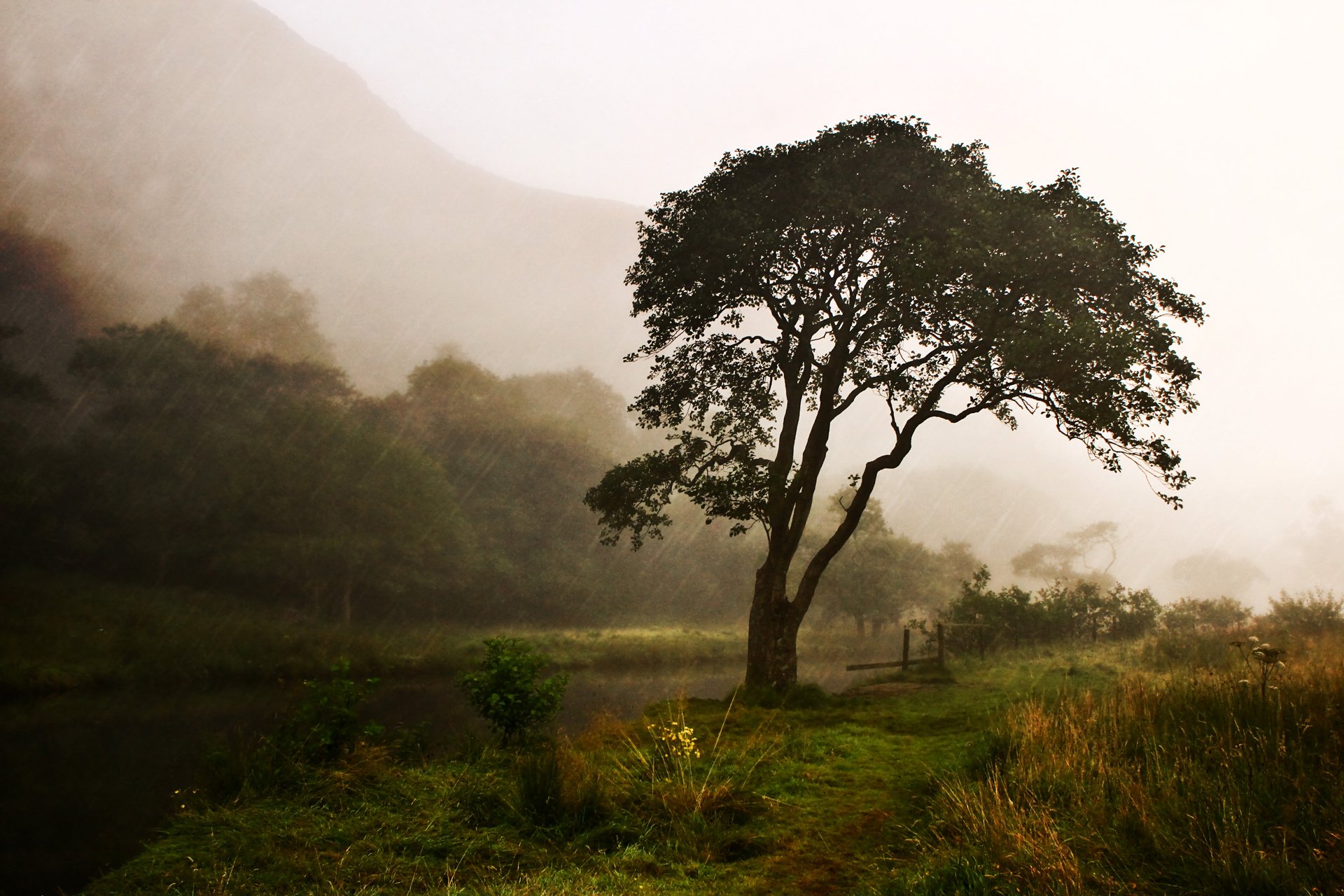 natura fiume albero pioggia