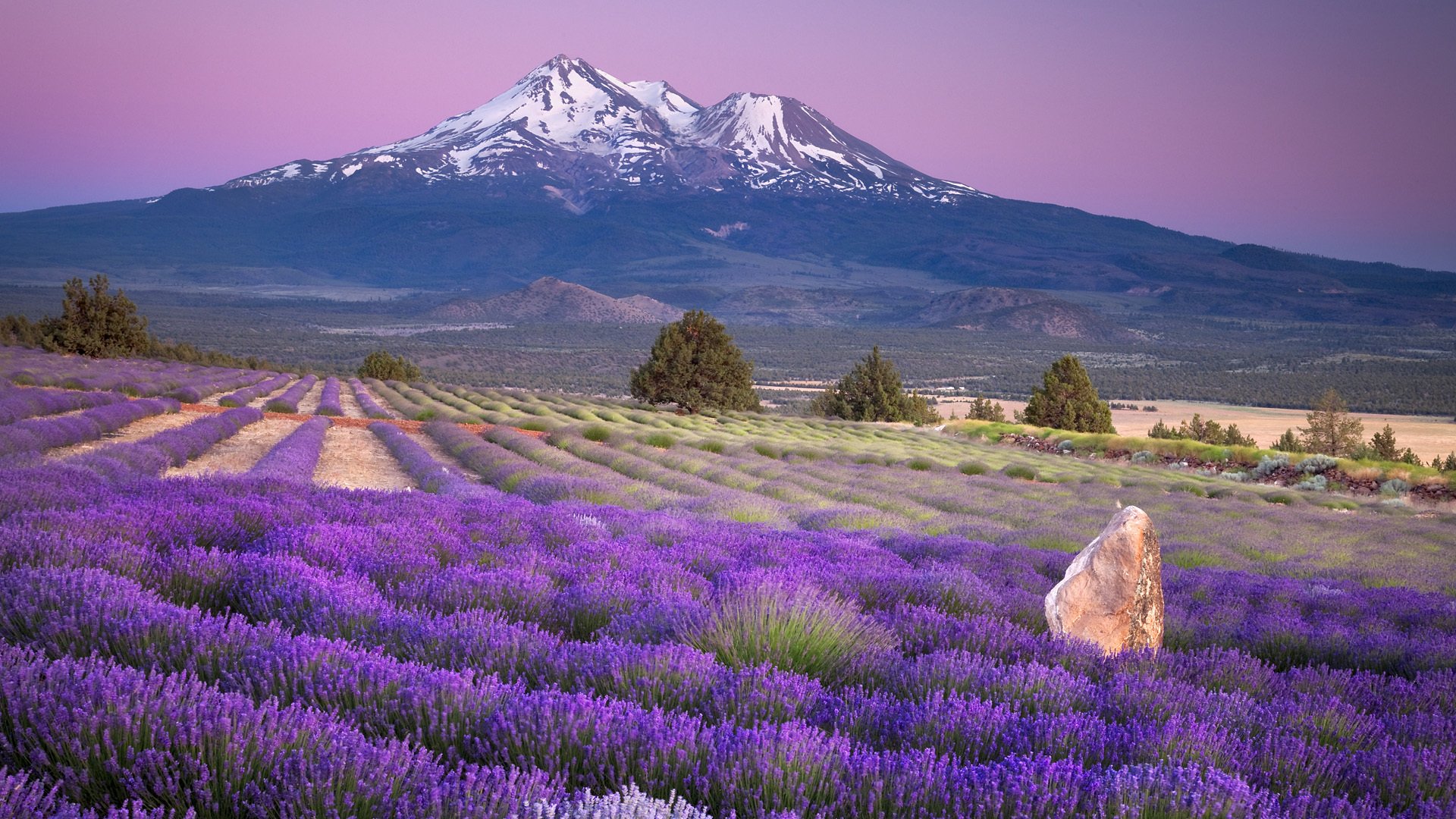 nature paysage montagnes champ fleurs lavande