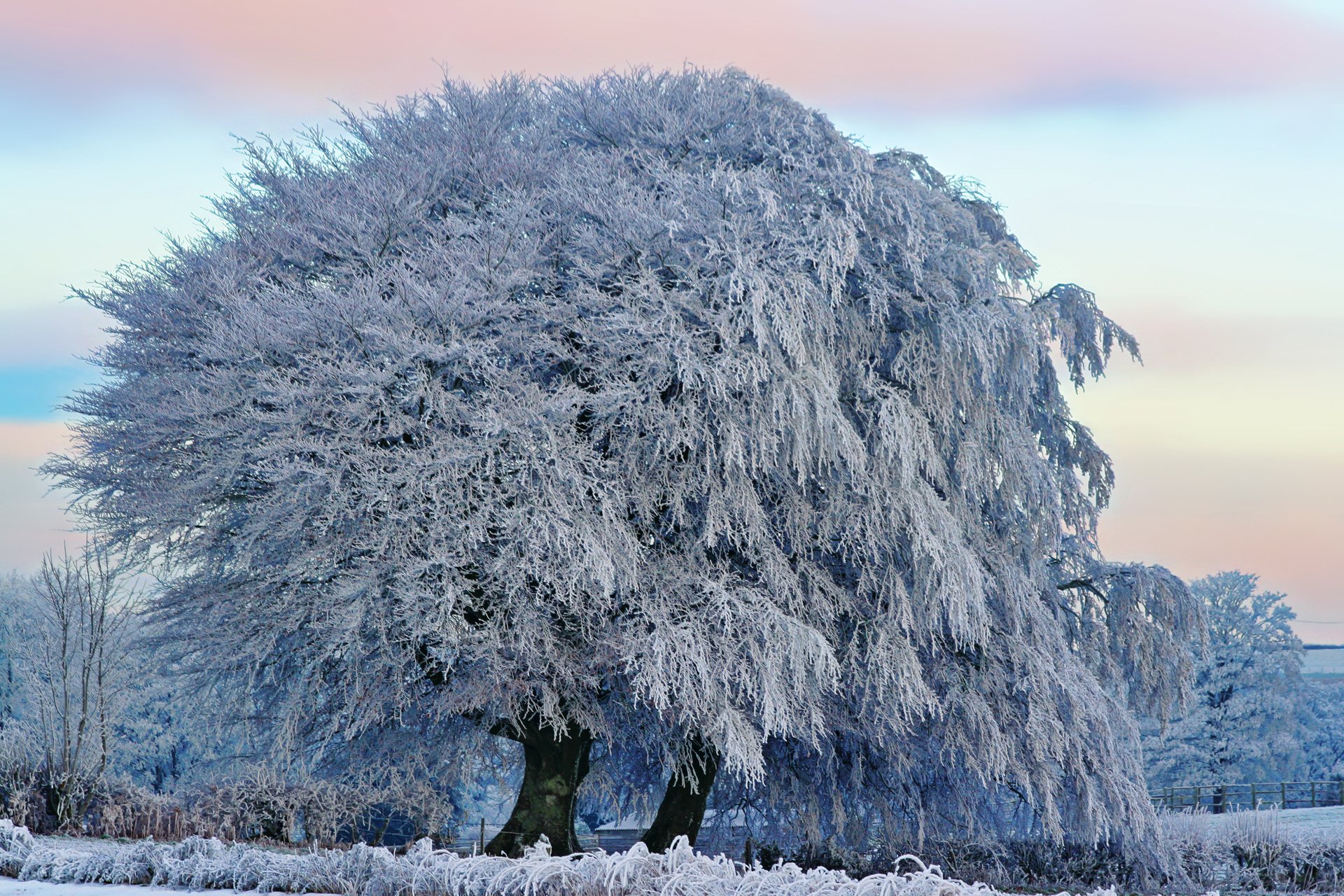 nature winter tree frost sky cloud